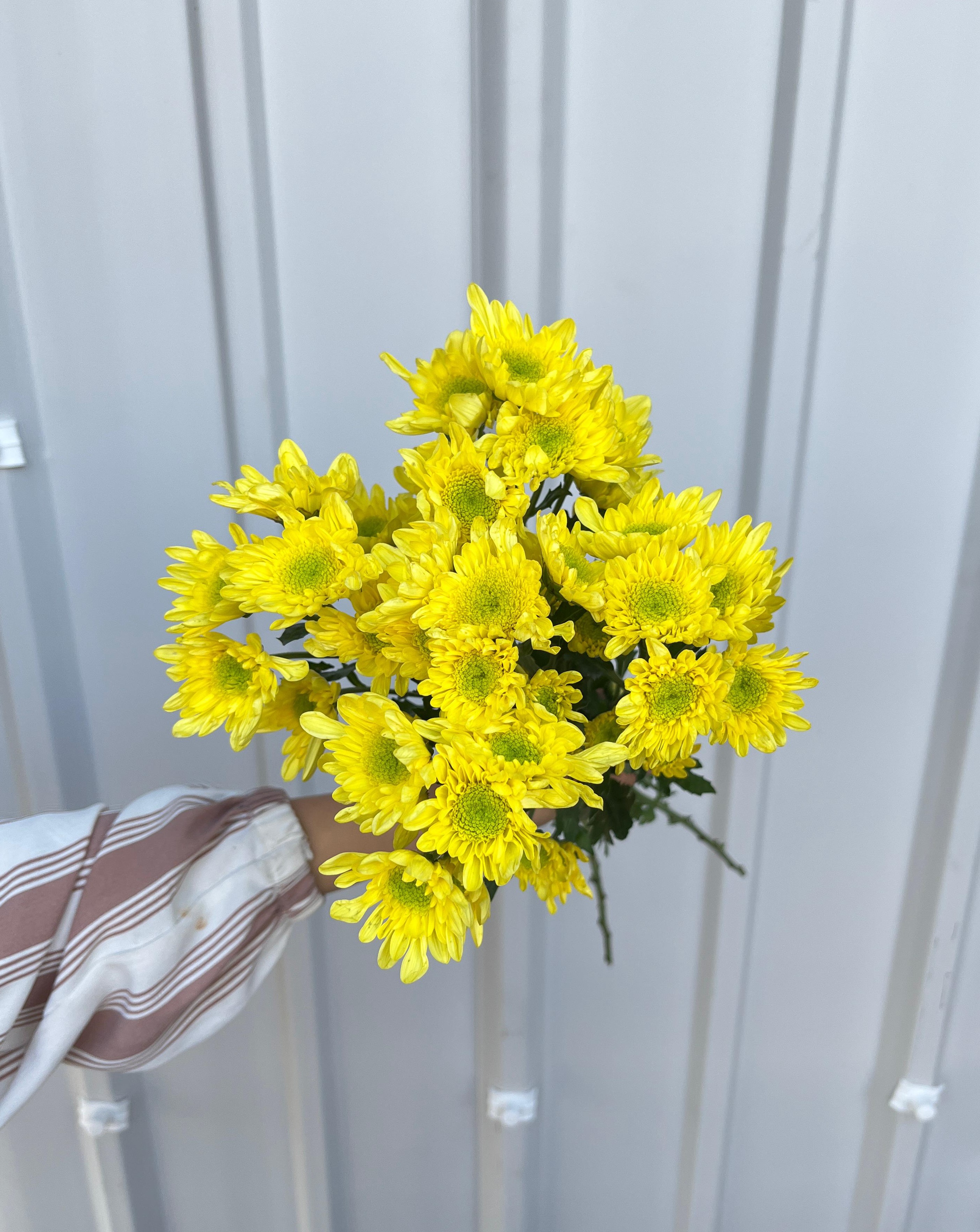 Aster Rados Kuning