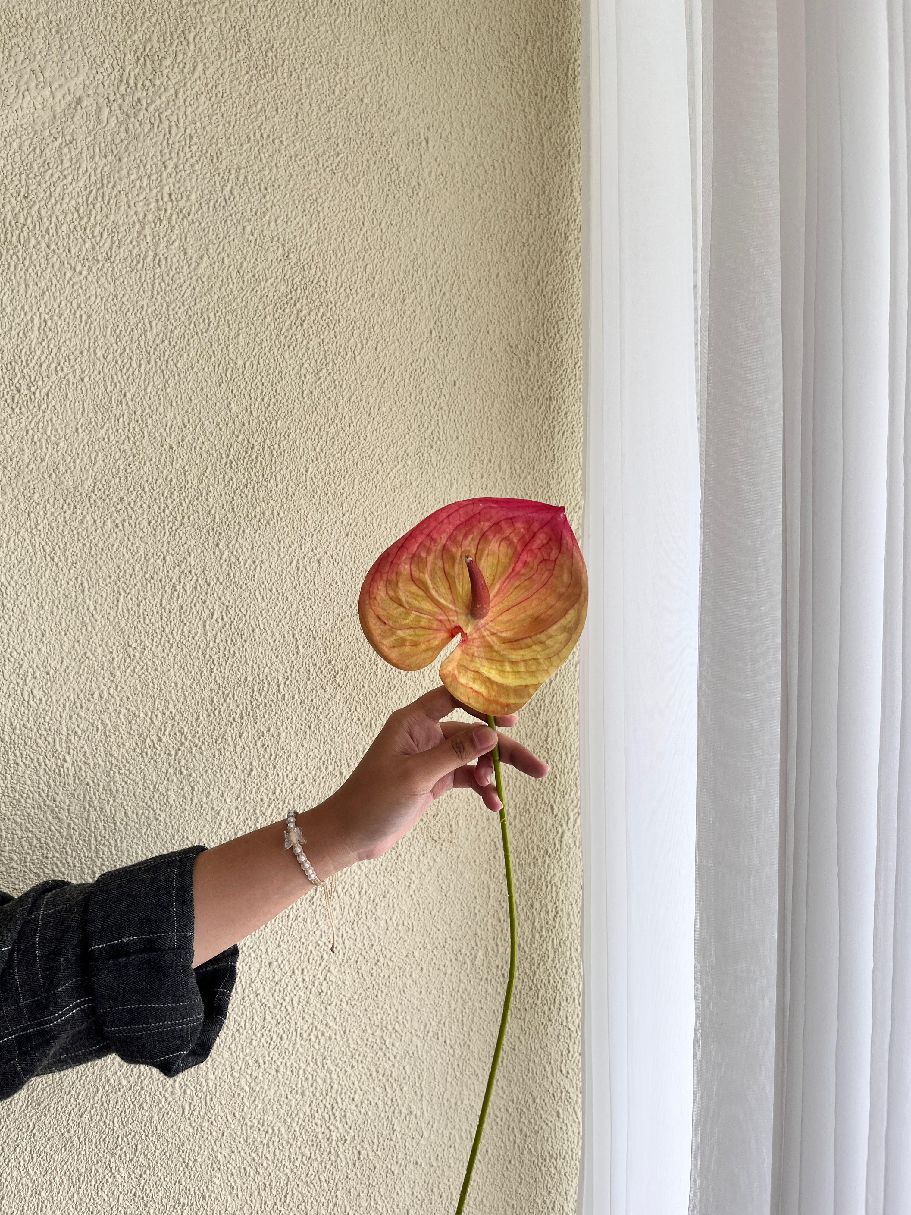 Anthurium merah