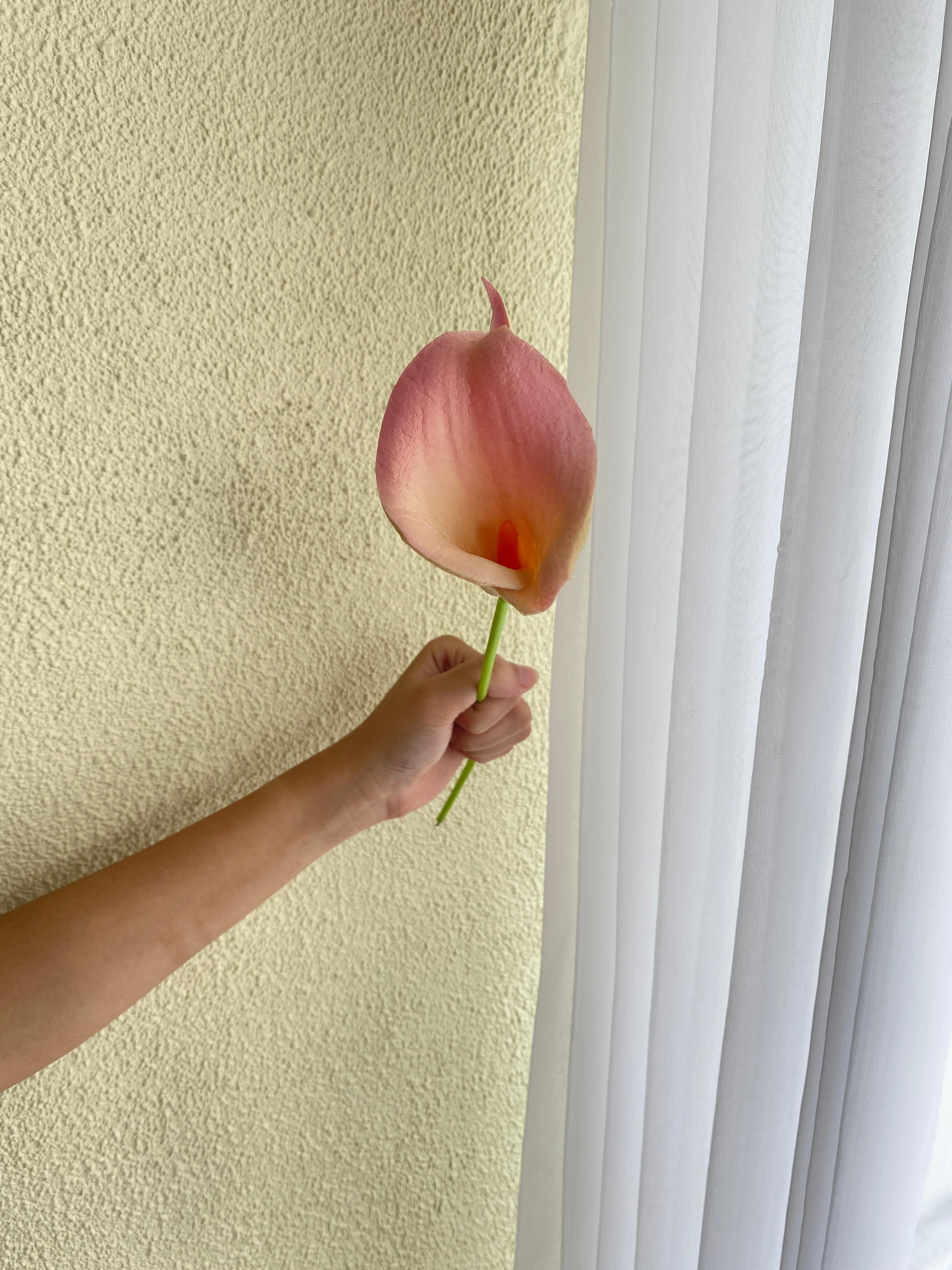 Calla Lily Pink