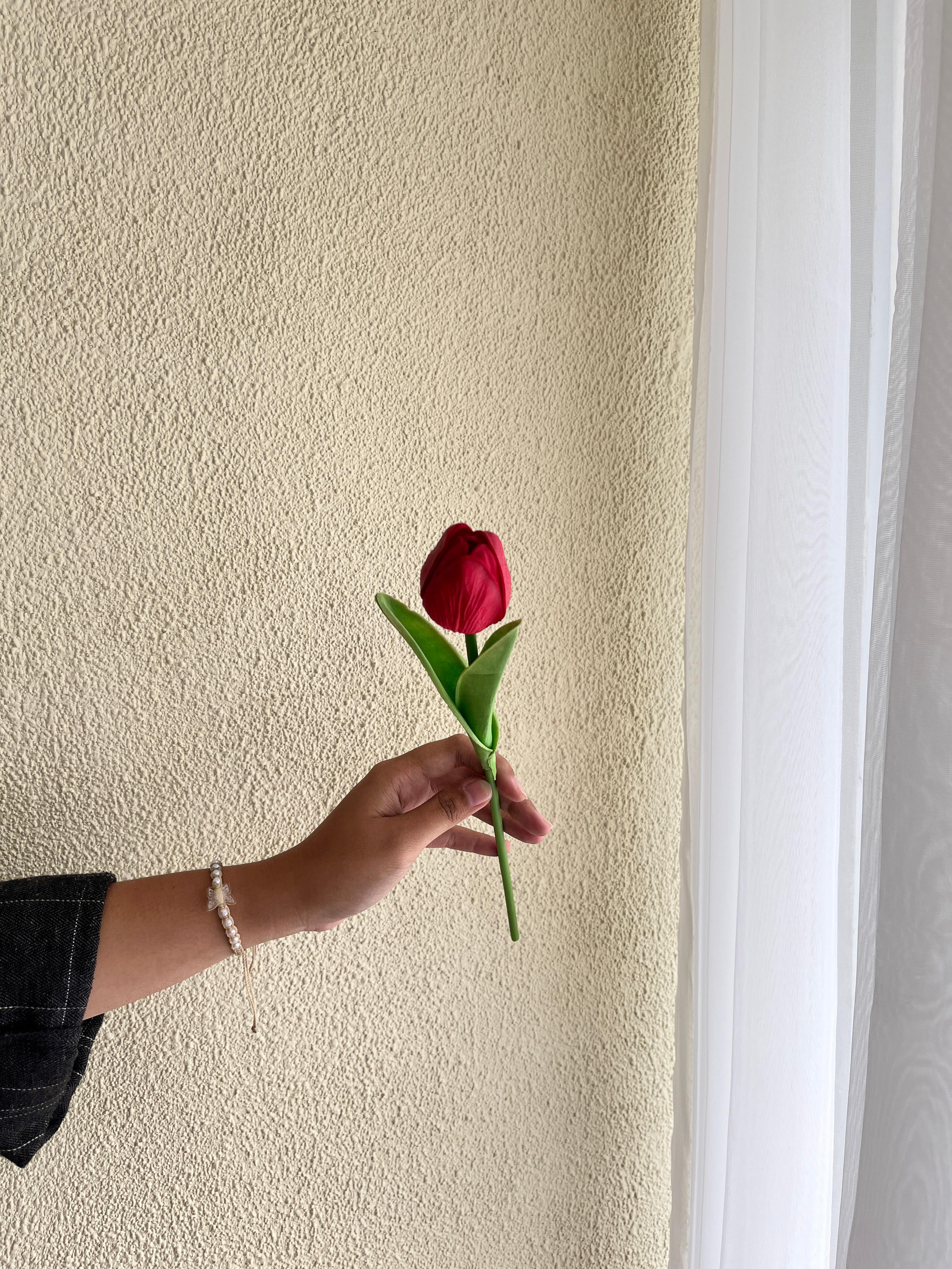 Tulip Merah