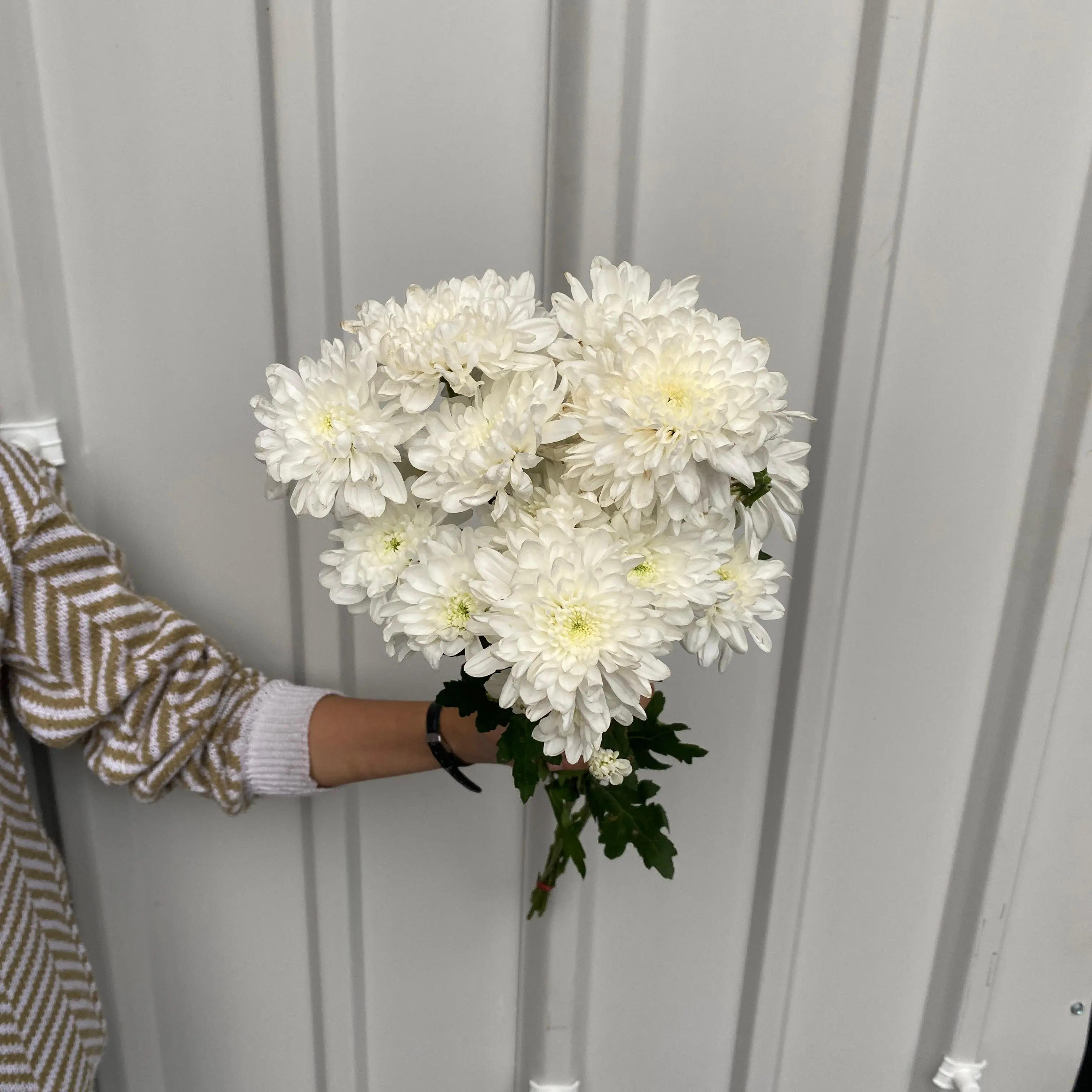 Aster Jimla Putih petani