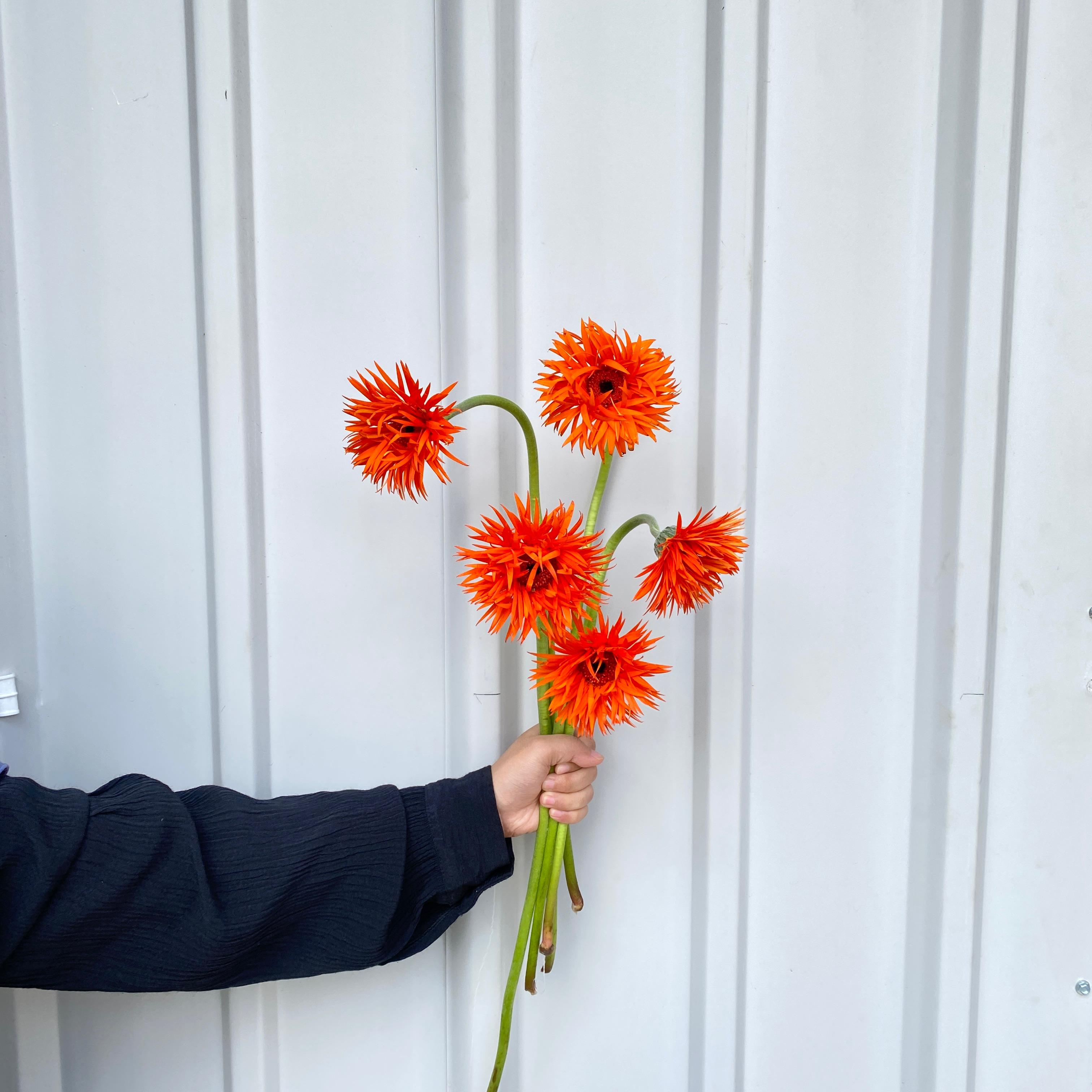 Gerbera Orange Import