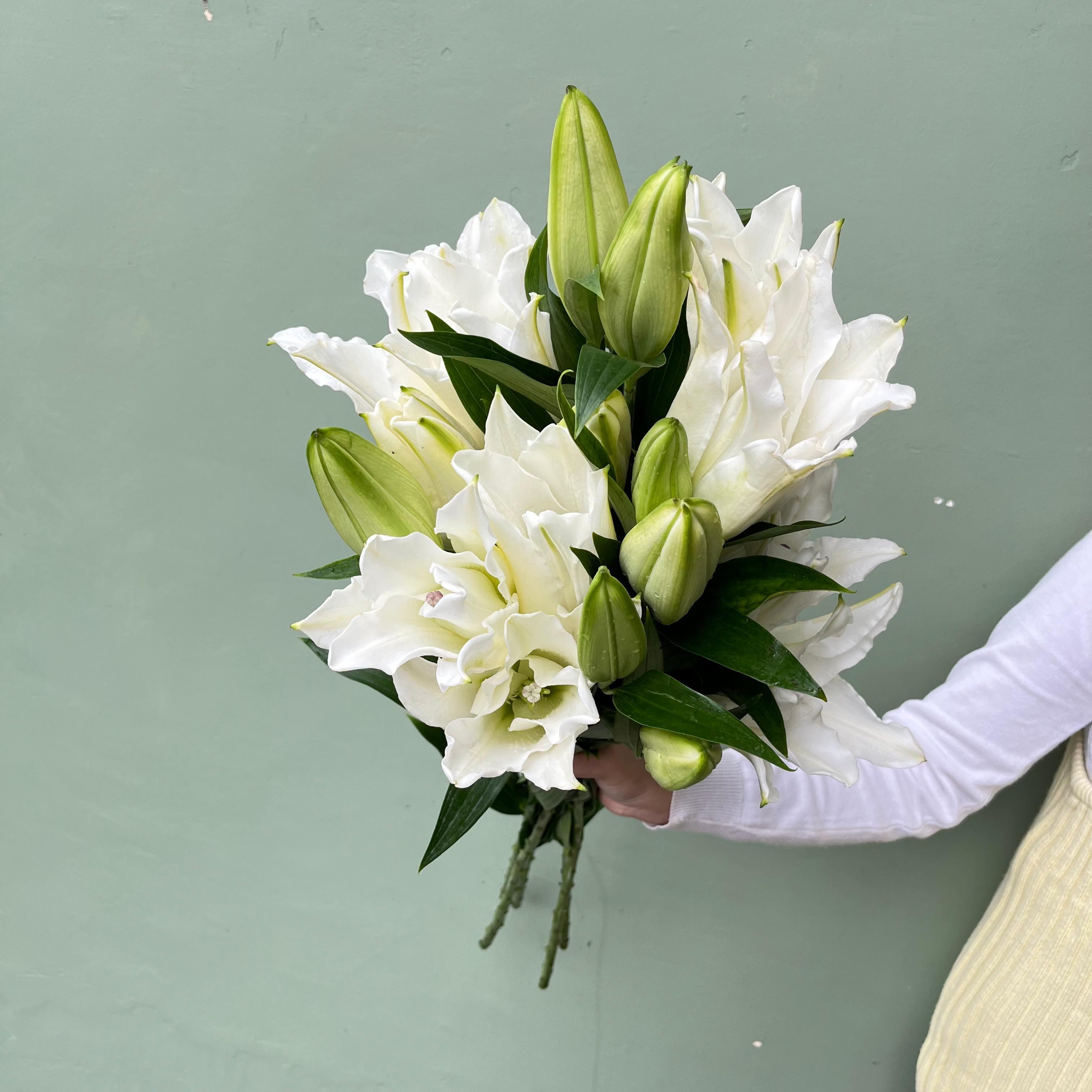 Cassablanca Lily Putih