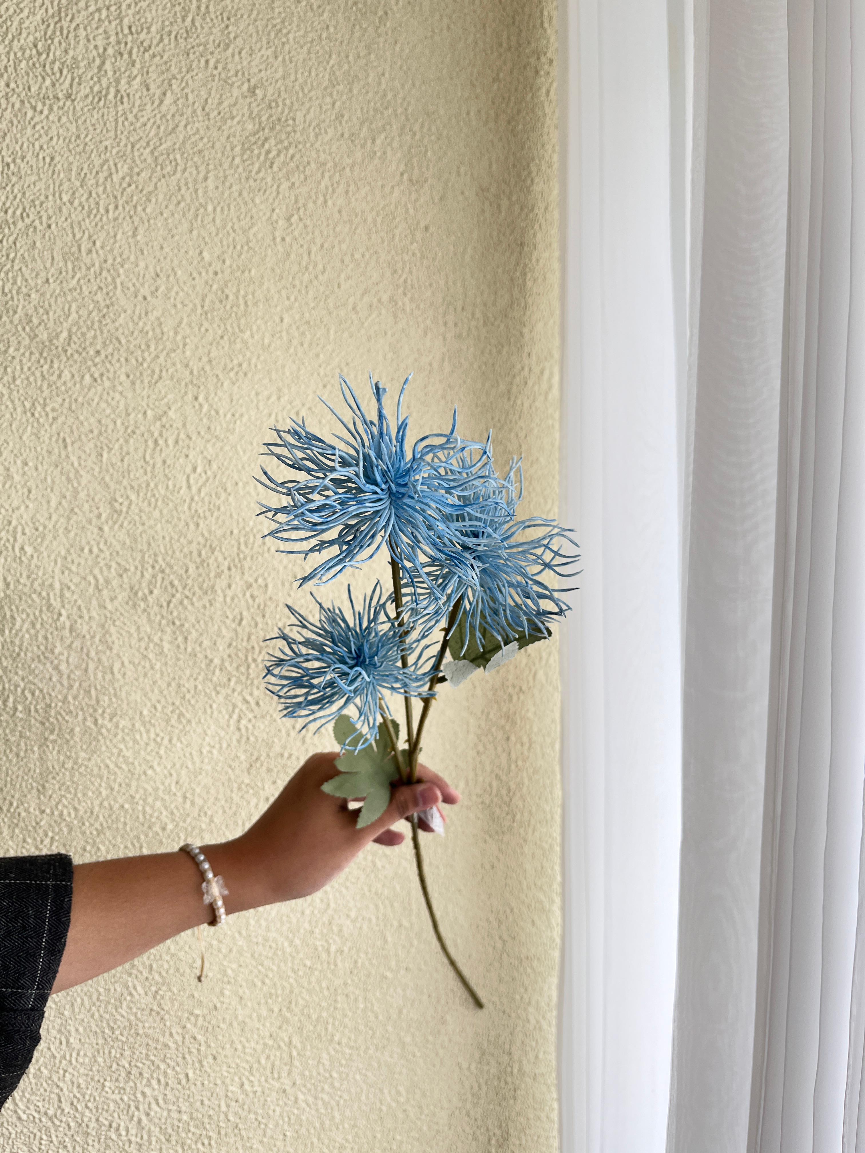 Krisantemum Biru