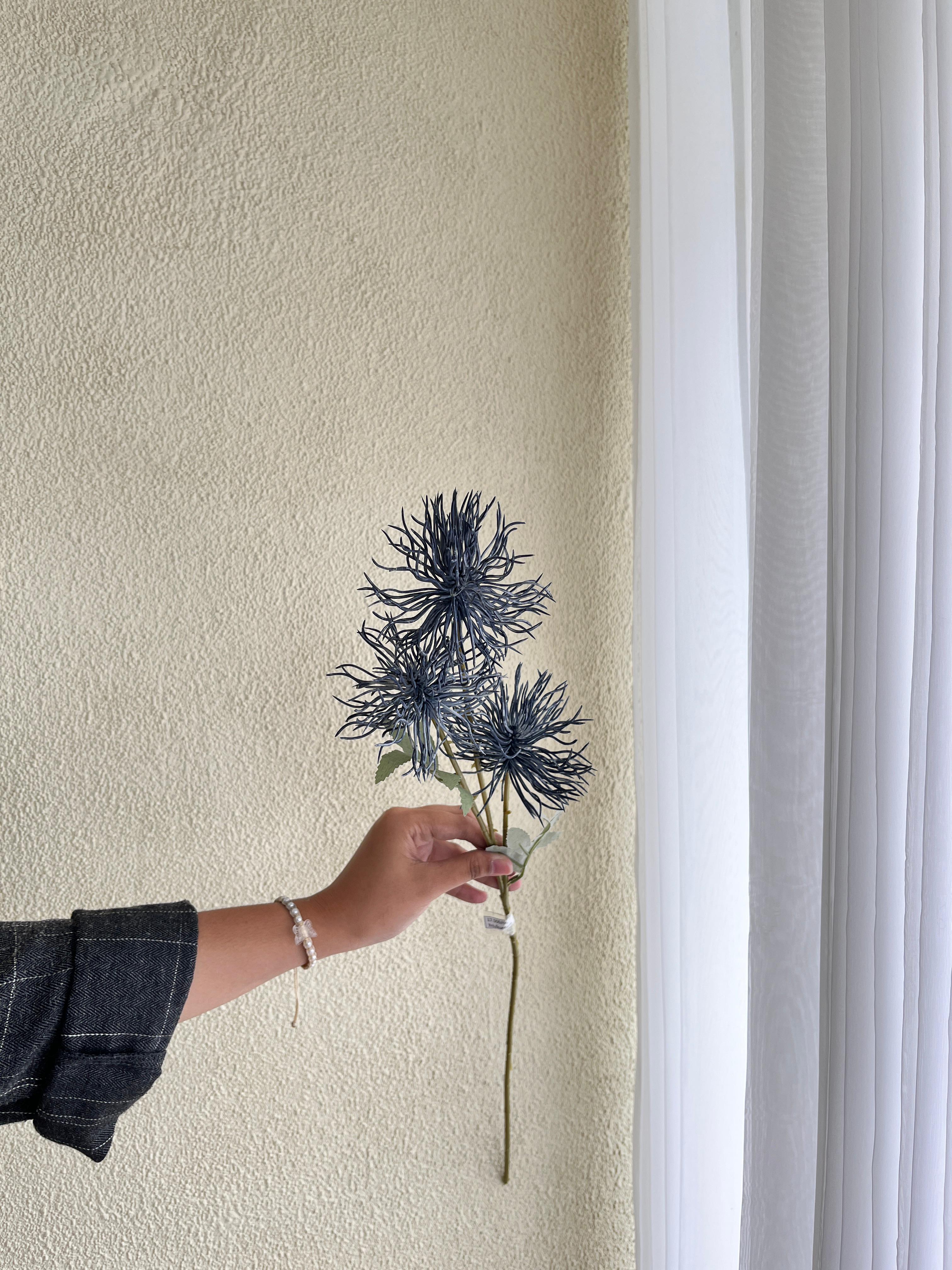 Krisantemum Darkblue