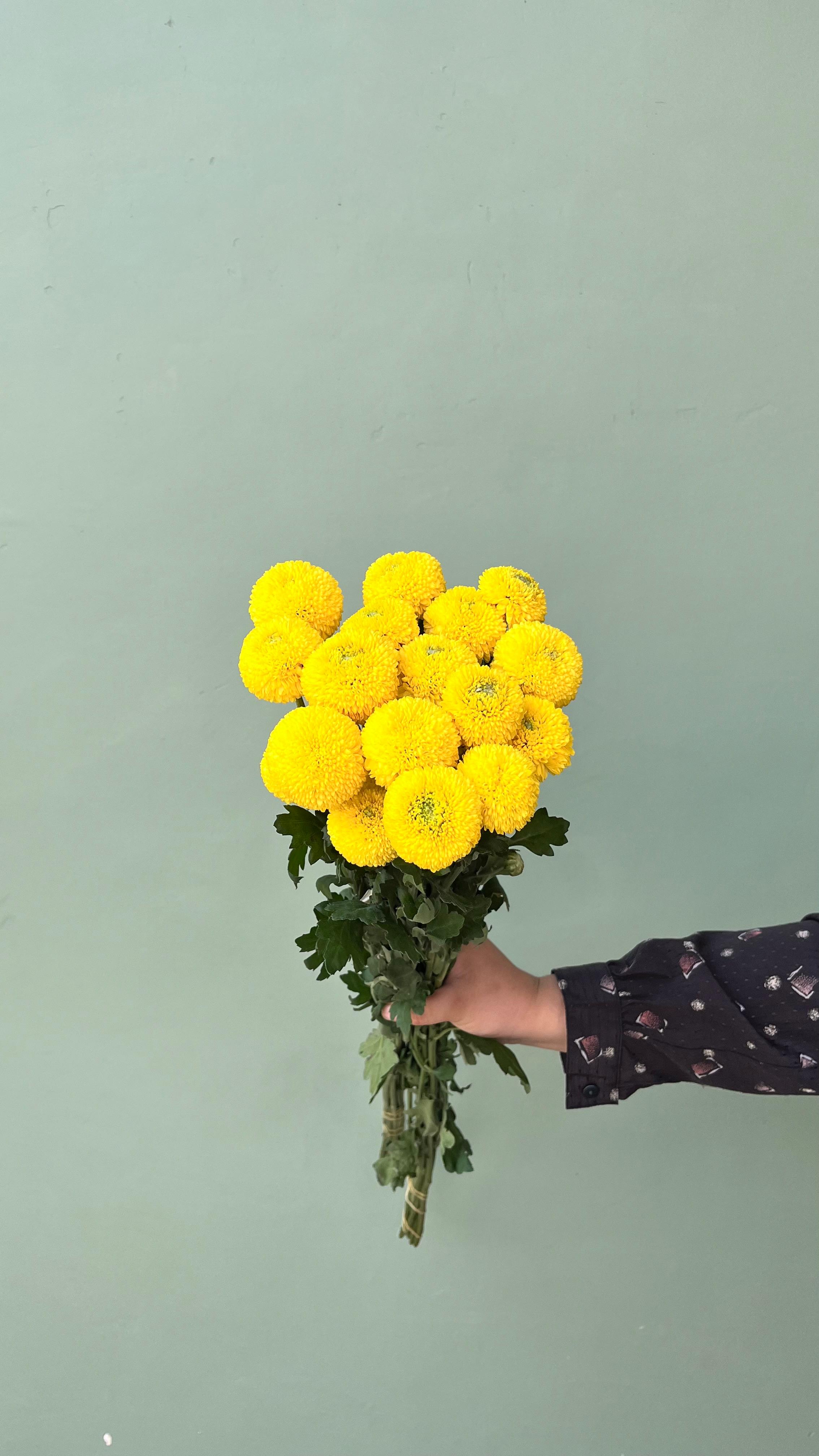 Pompom Kuning