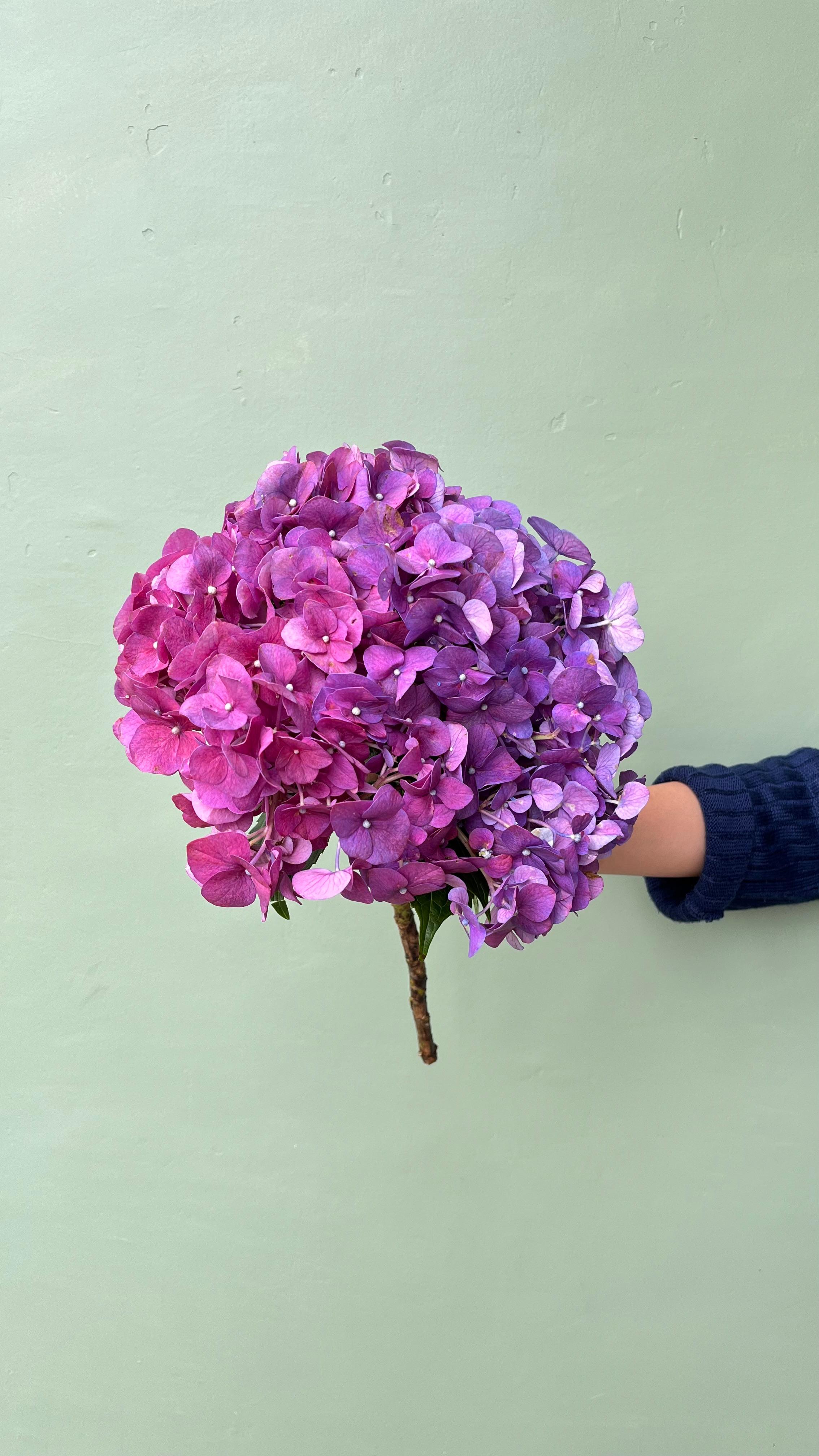 Hortensia Ungu