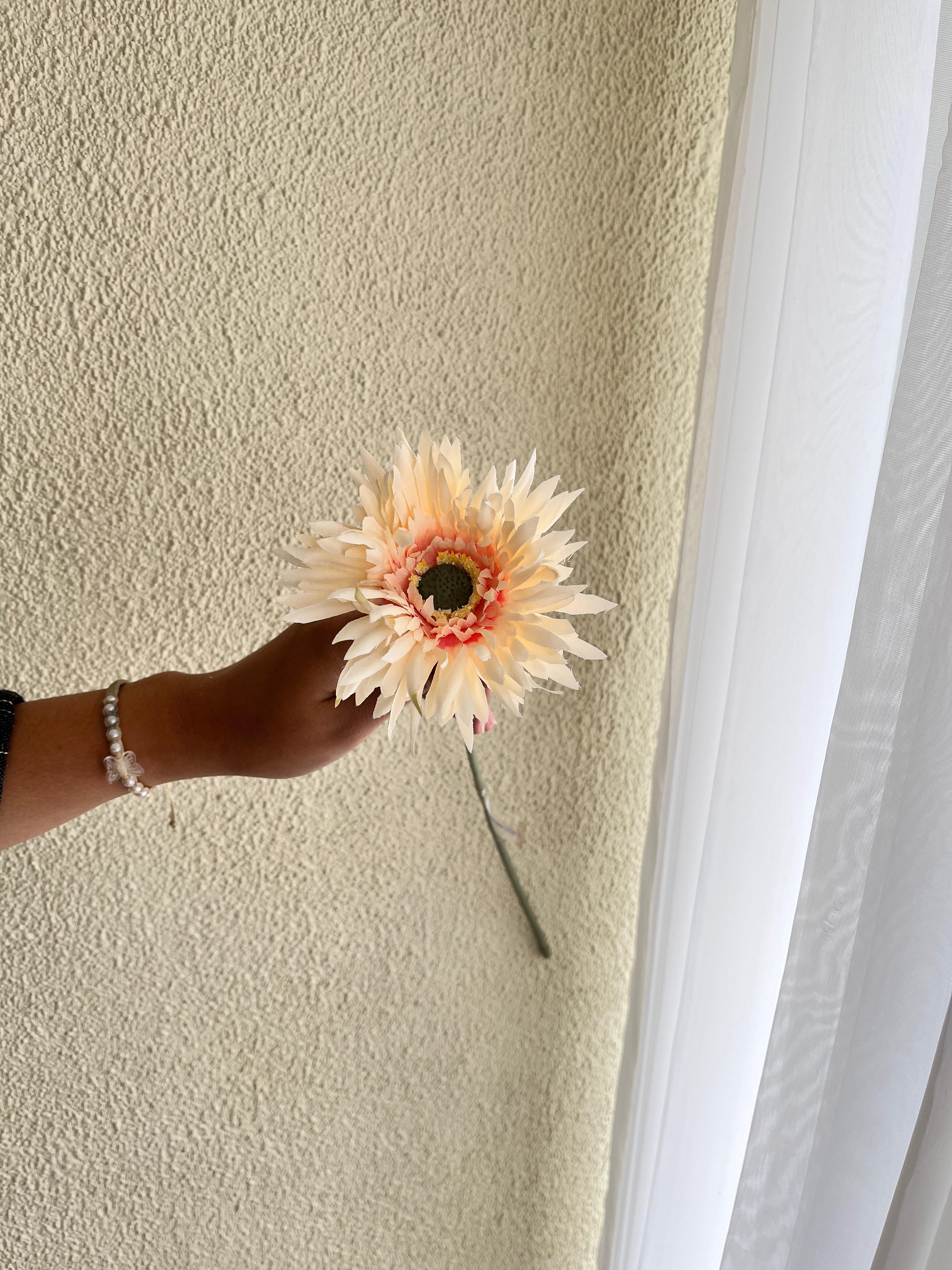 Gerbera Import Peach