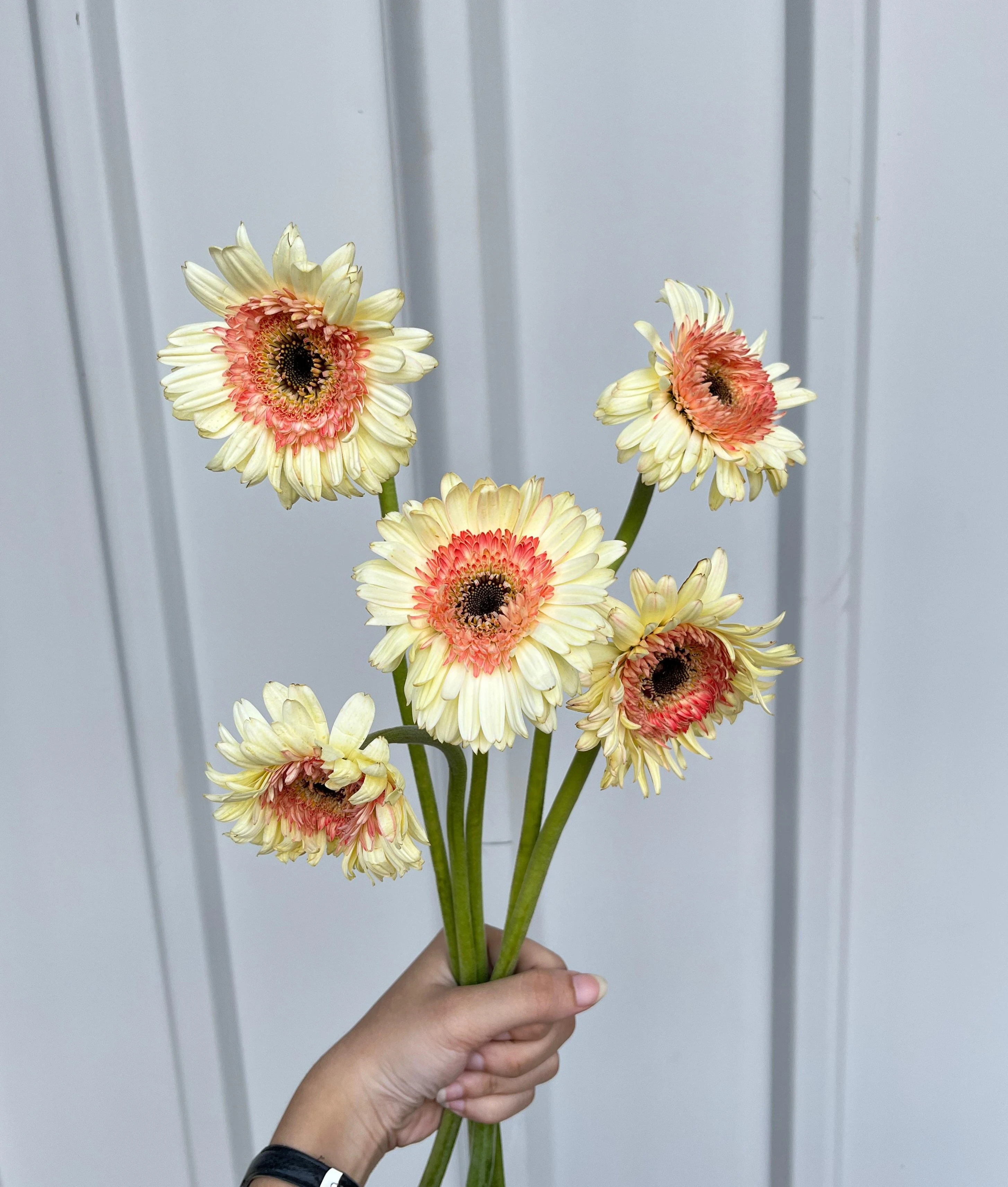 Gerbera Putih Pink ( Double )