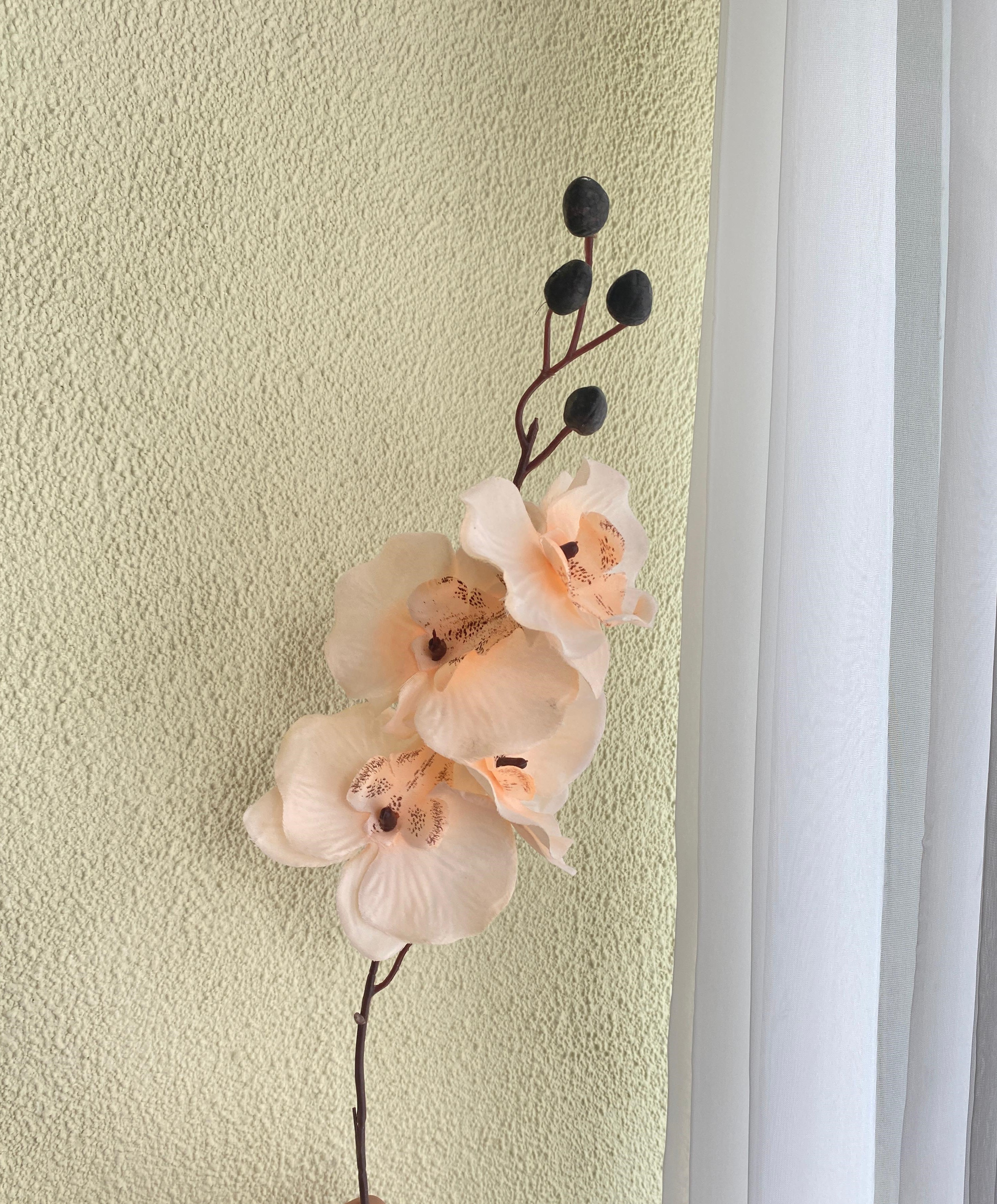 Anggrek Peach