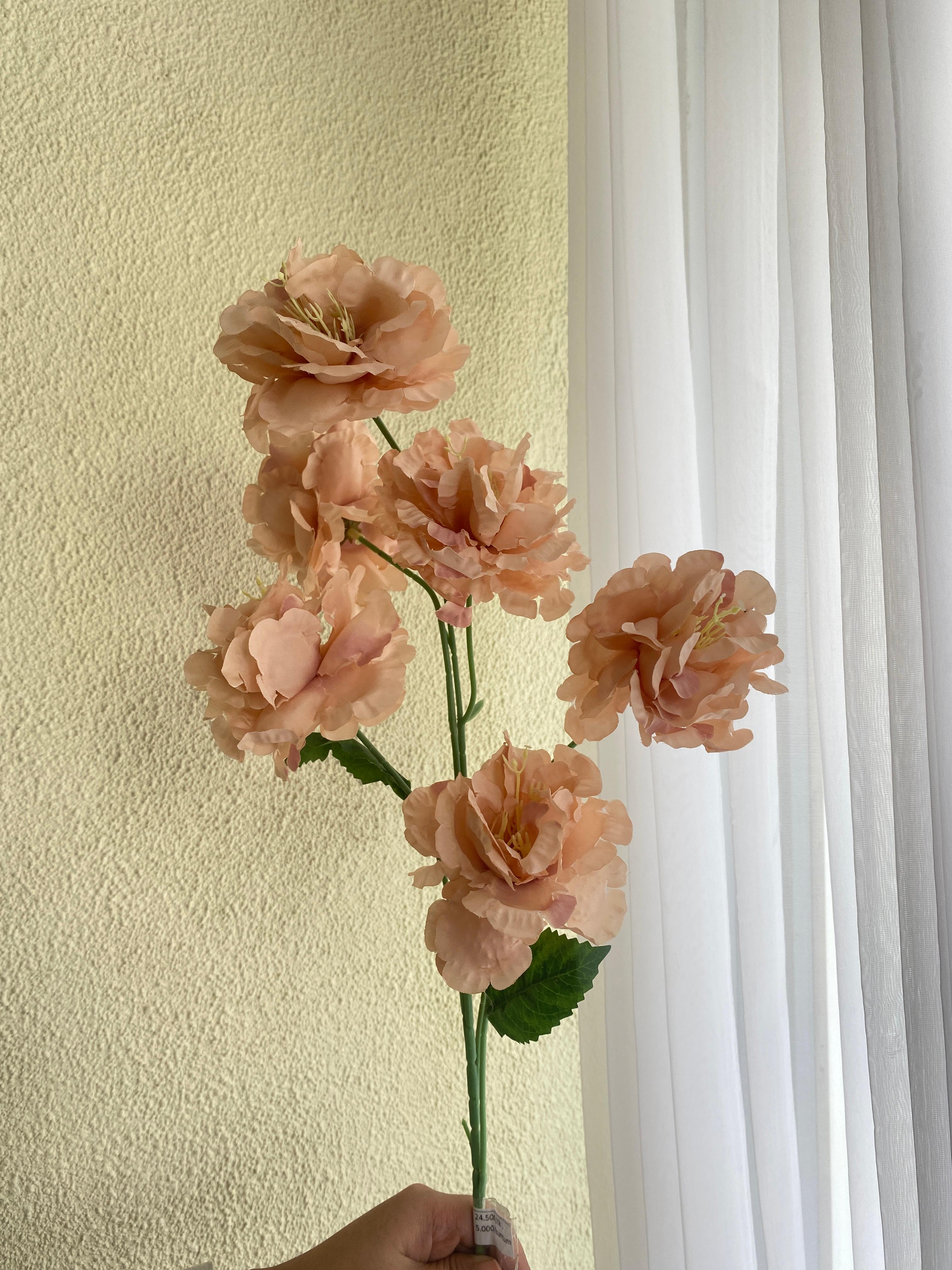 Peoni Cina Peach
