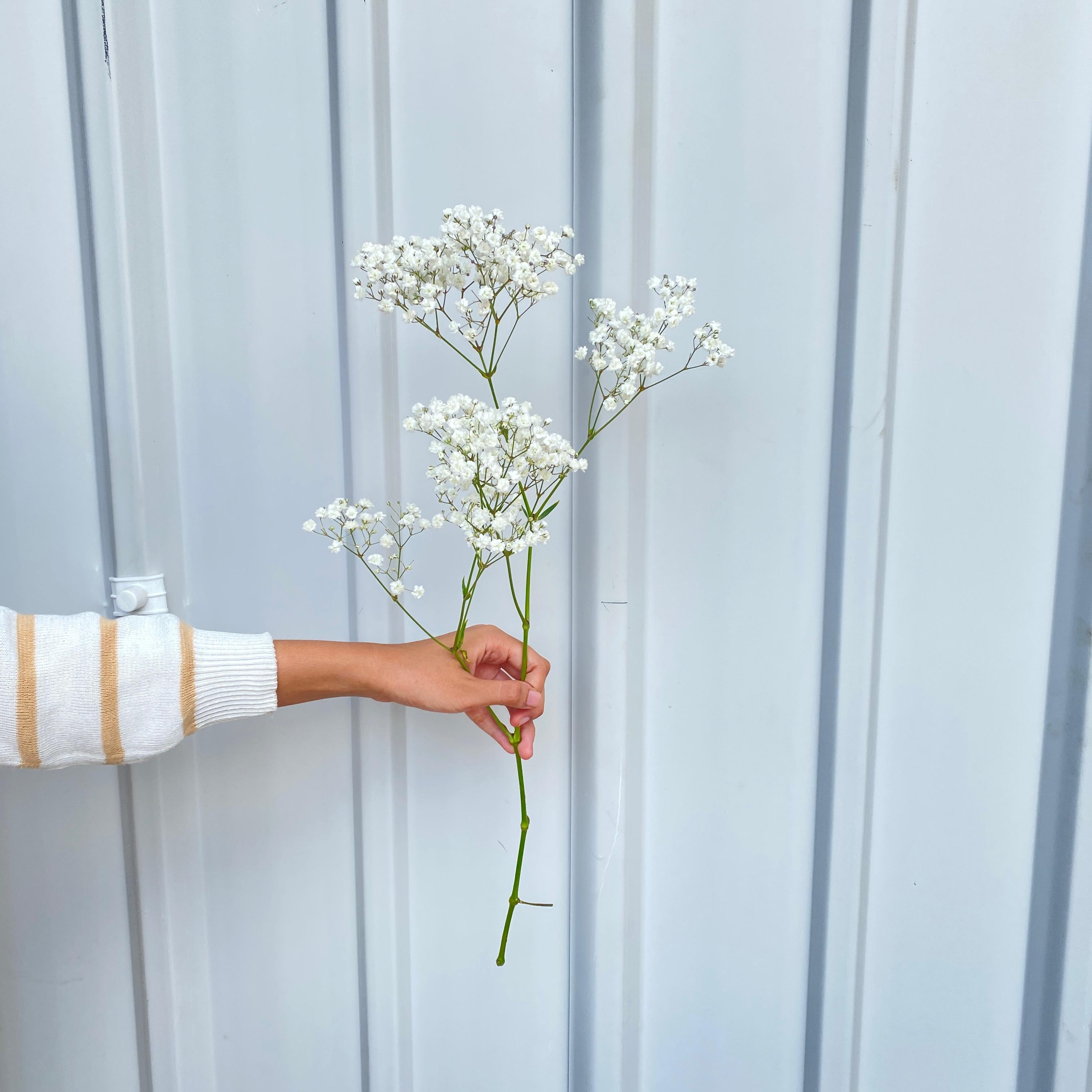 Baby Breath ( Import )