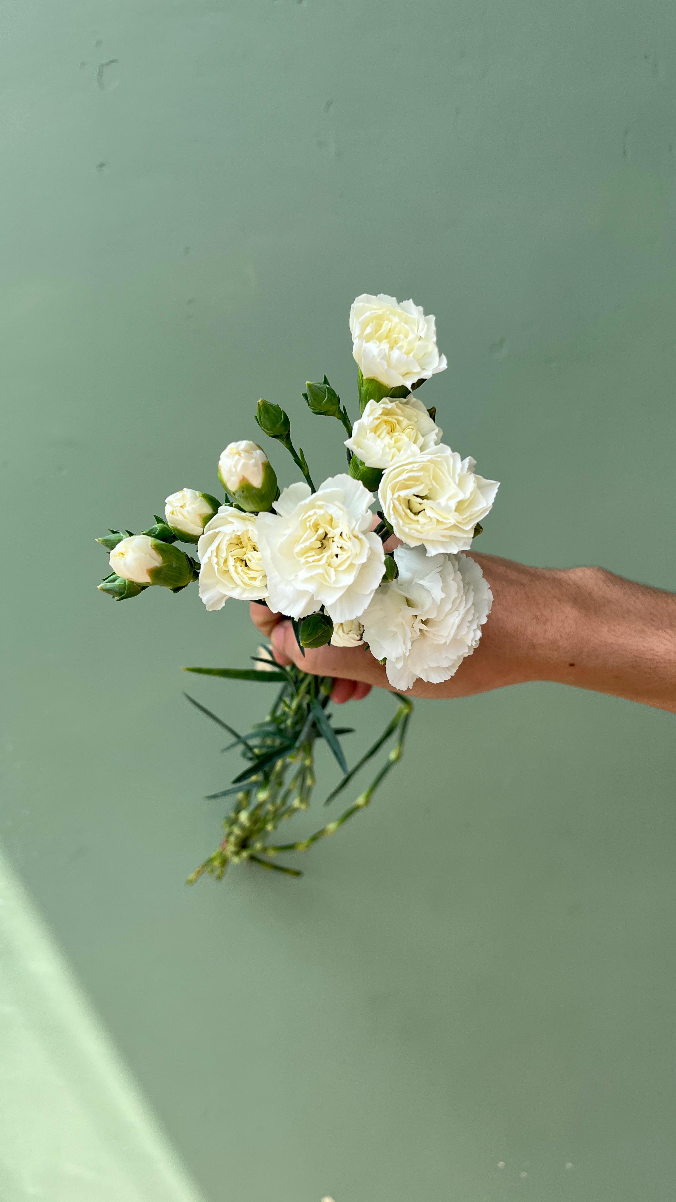 Carnation Putih