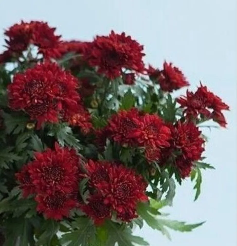 Aster Barca Red