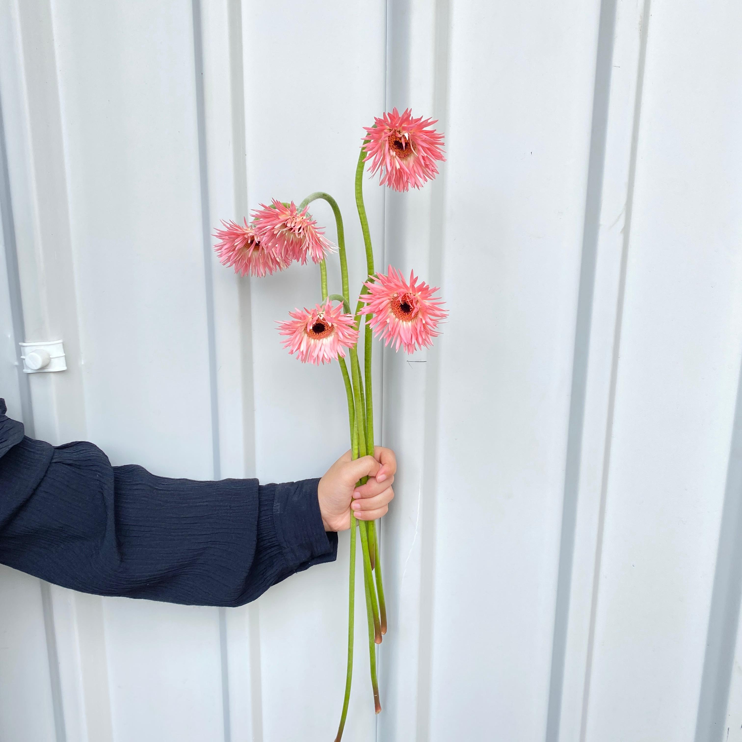 Gerbera Pink Soft Import