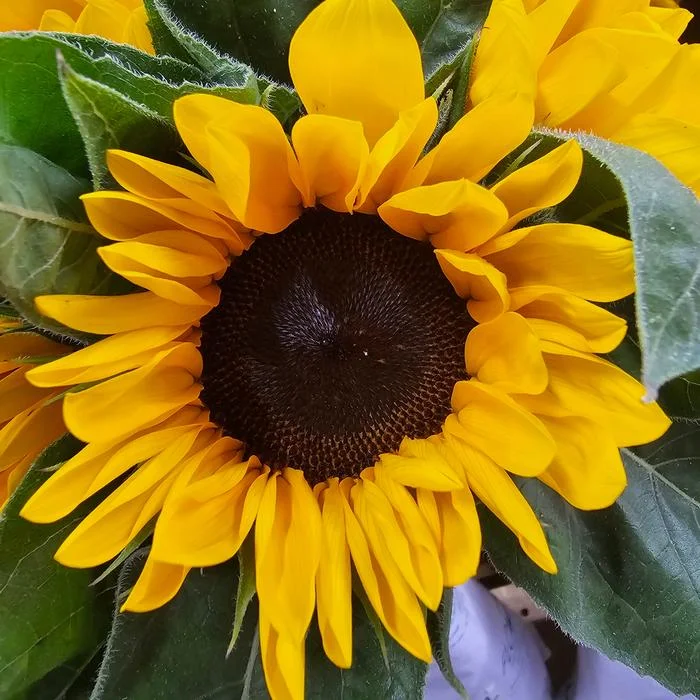 Matahari Semi Import