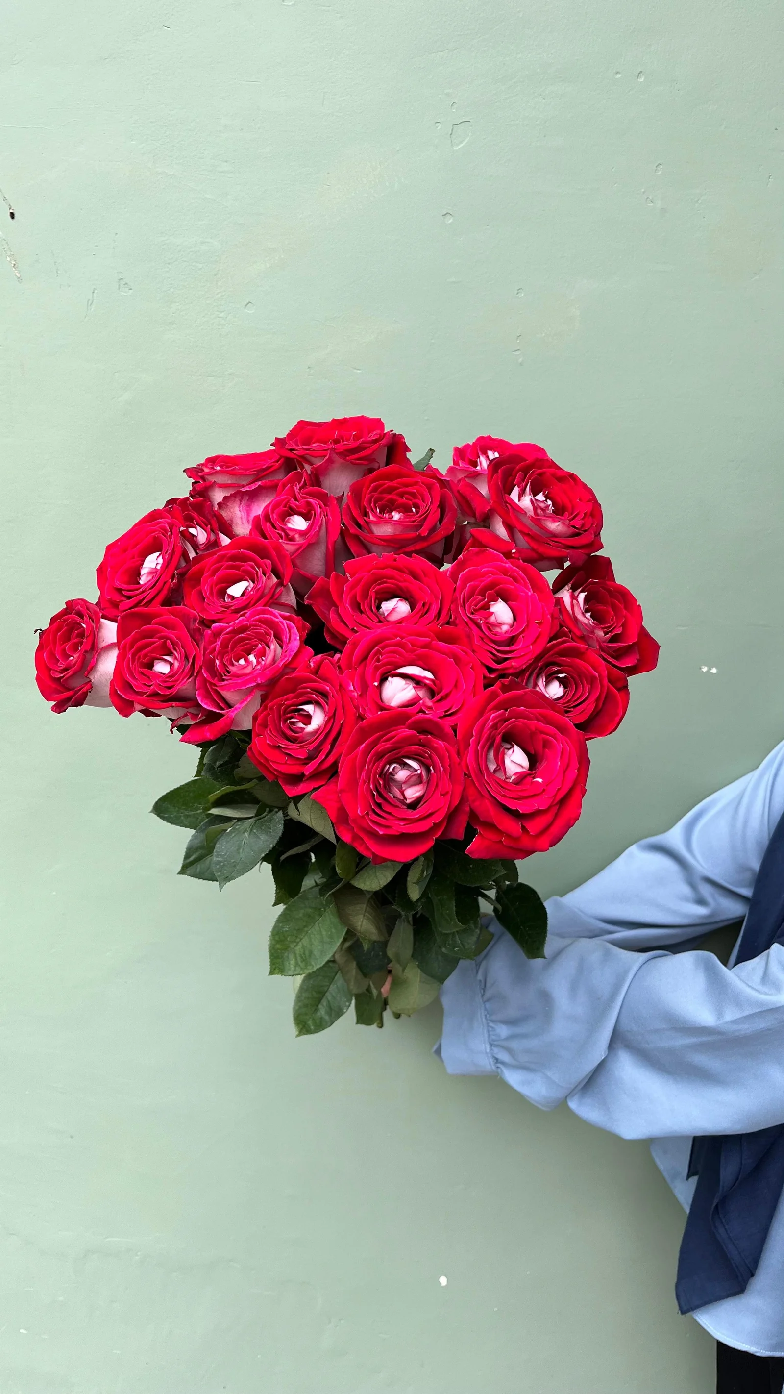 Mawar Premium ( Bibit Import )