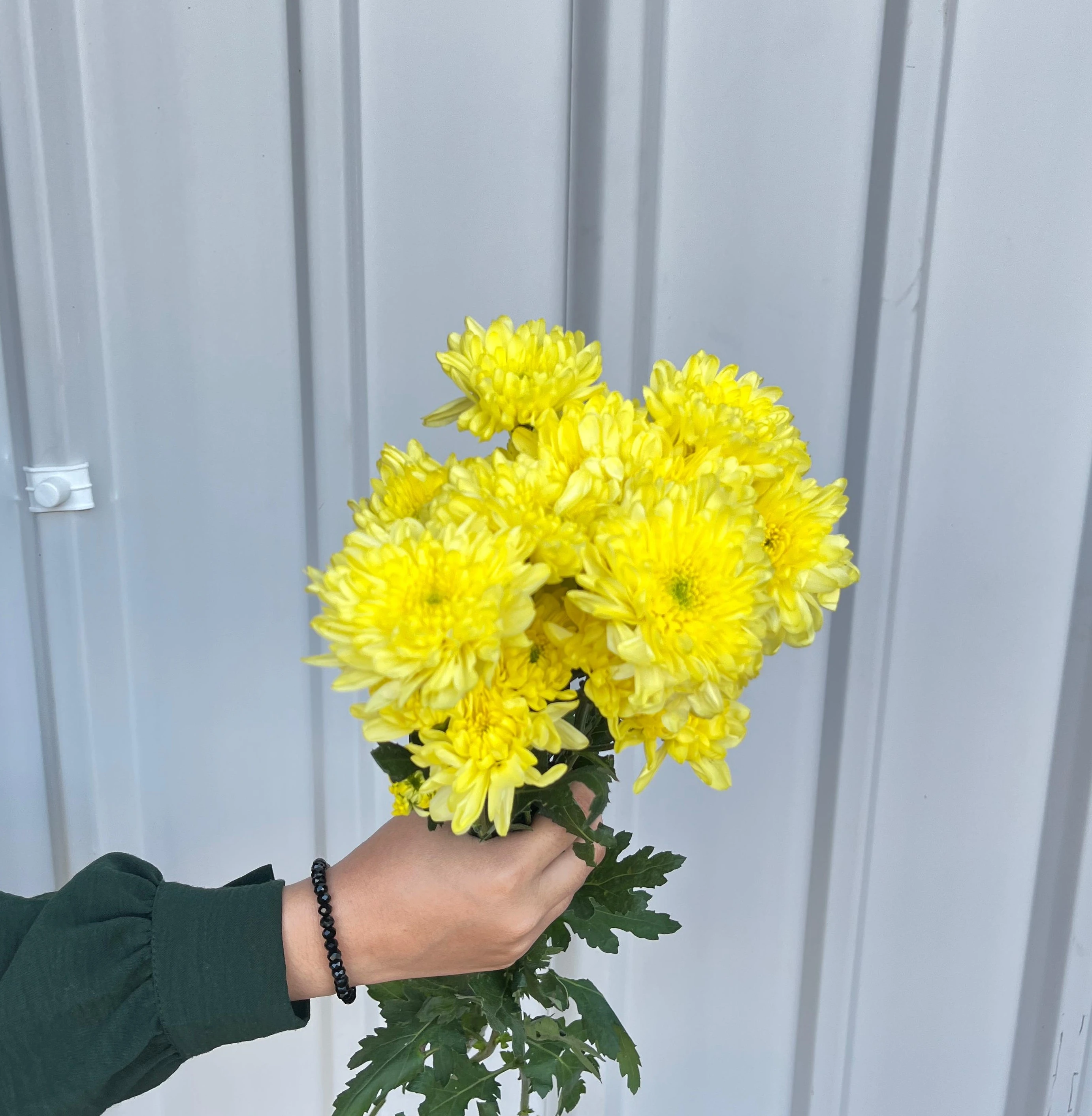 Aster Jimla Kuning petani