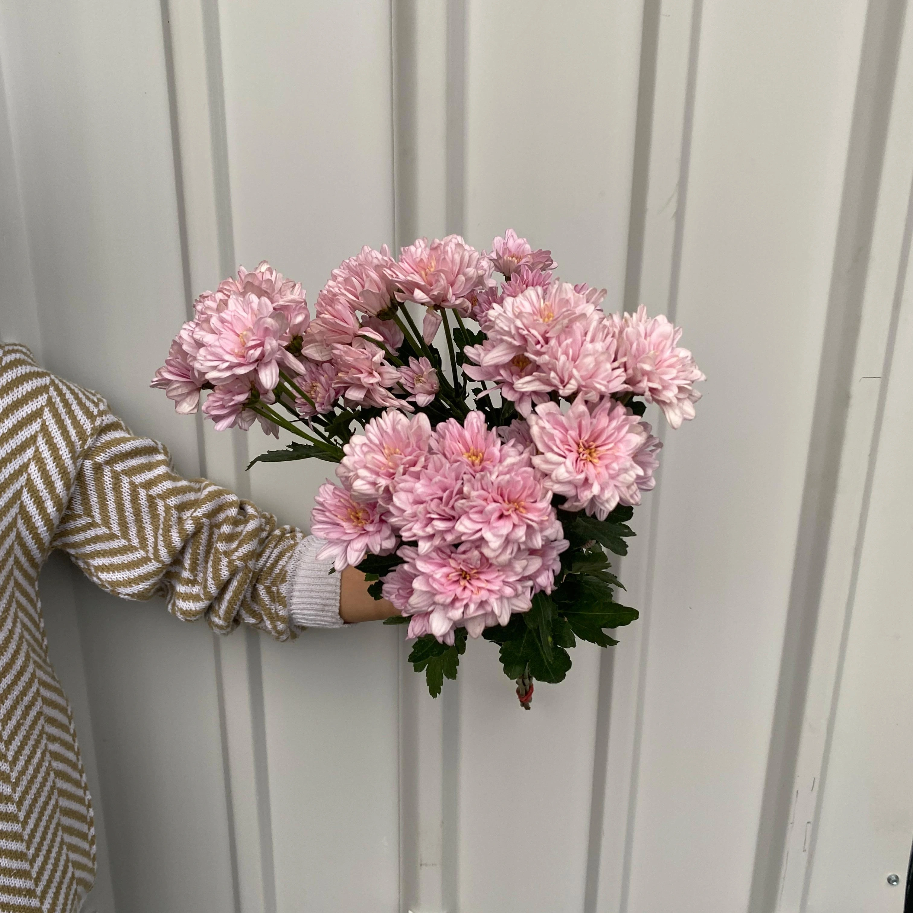Aster Jimla Pink ( Petani )