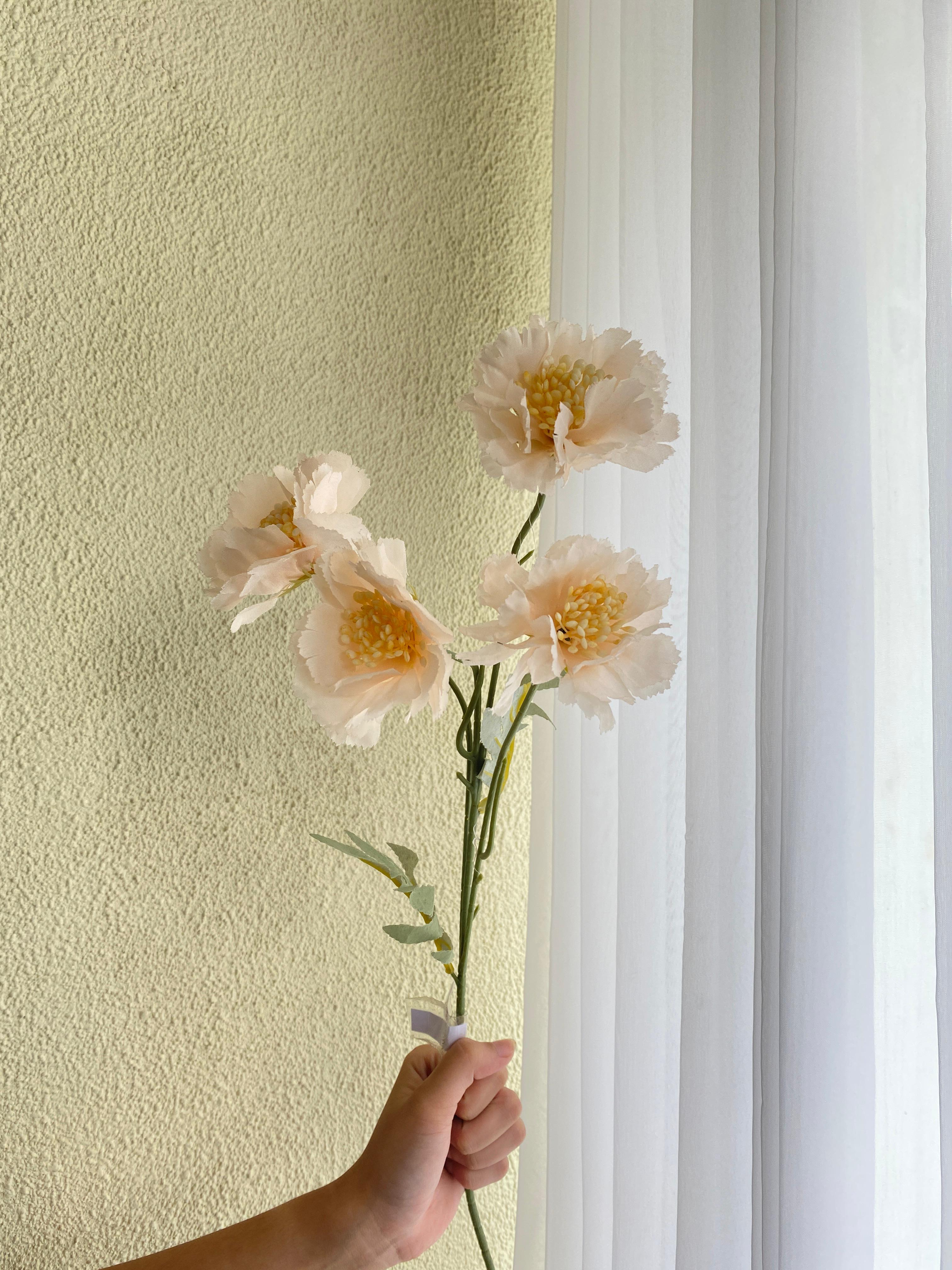 Scabiosa Peach