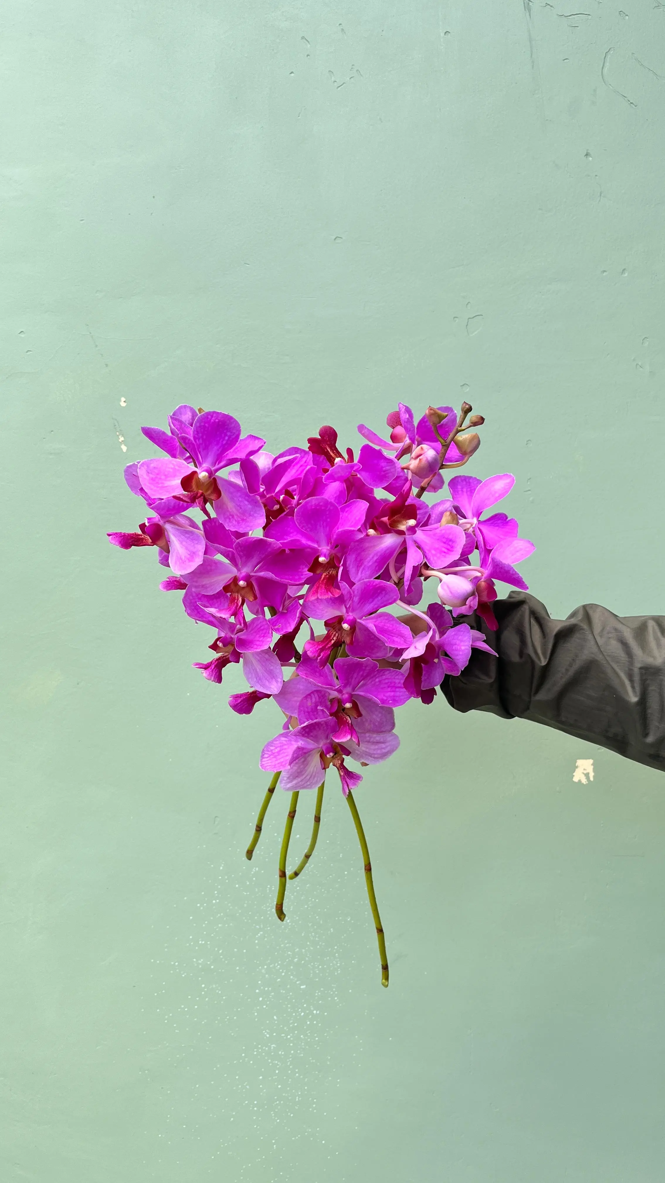 Angrek Vanda ( Ungu )