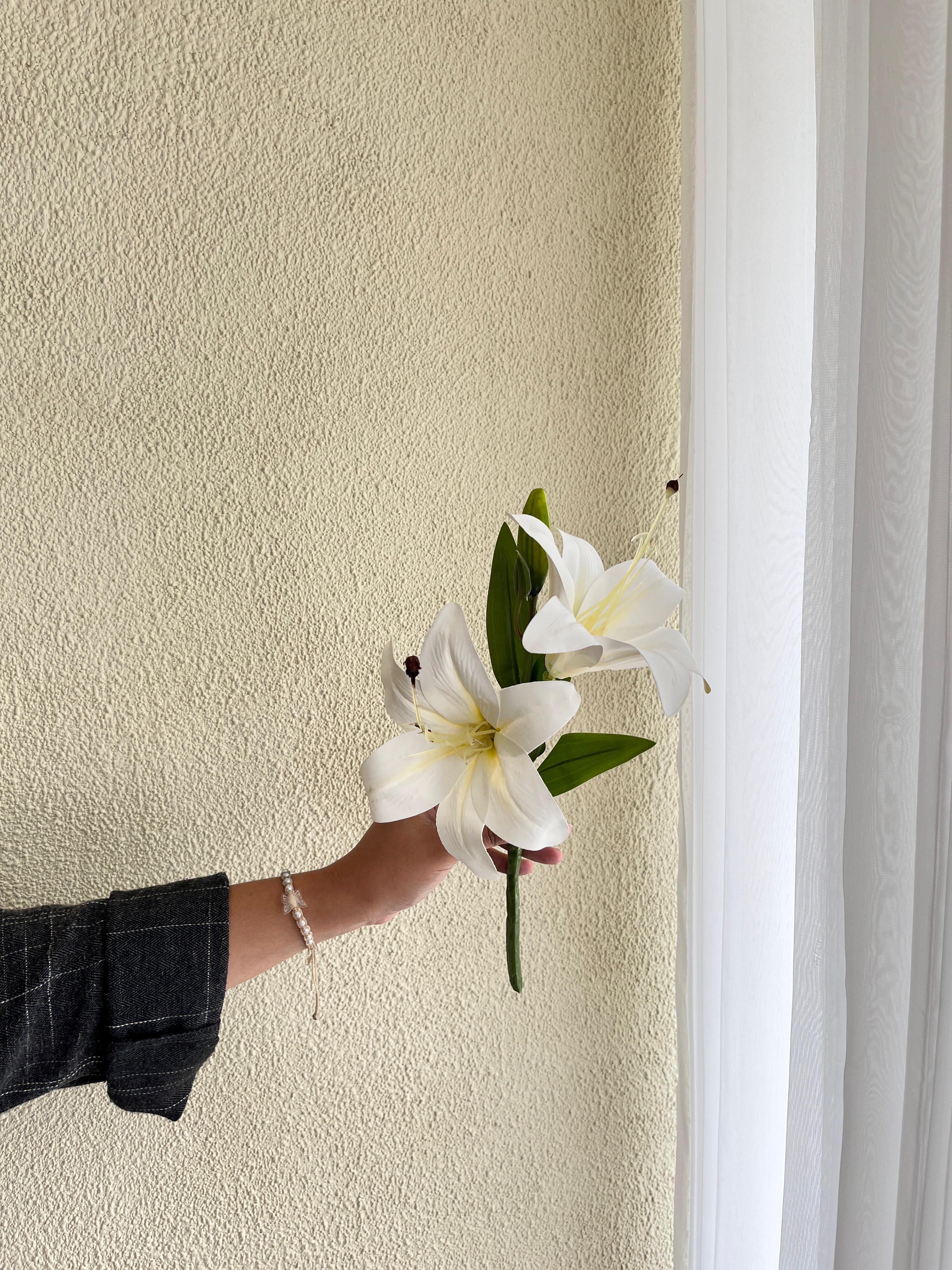 Cassablanka Lily Putih