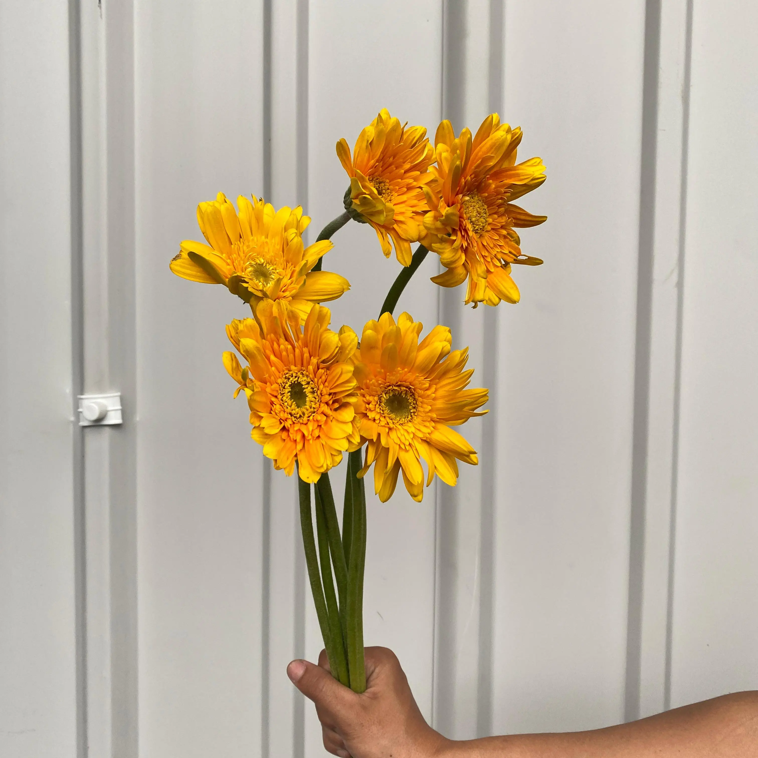 Gerbera Kuning