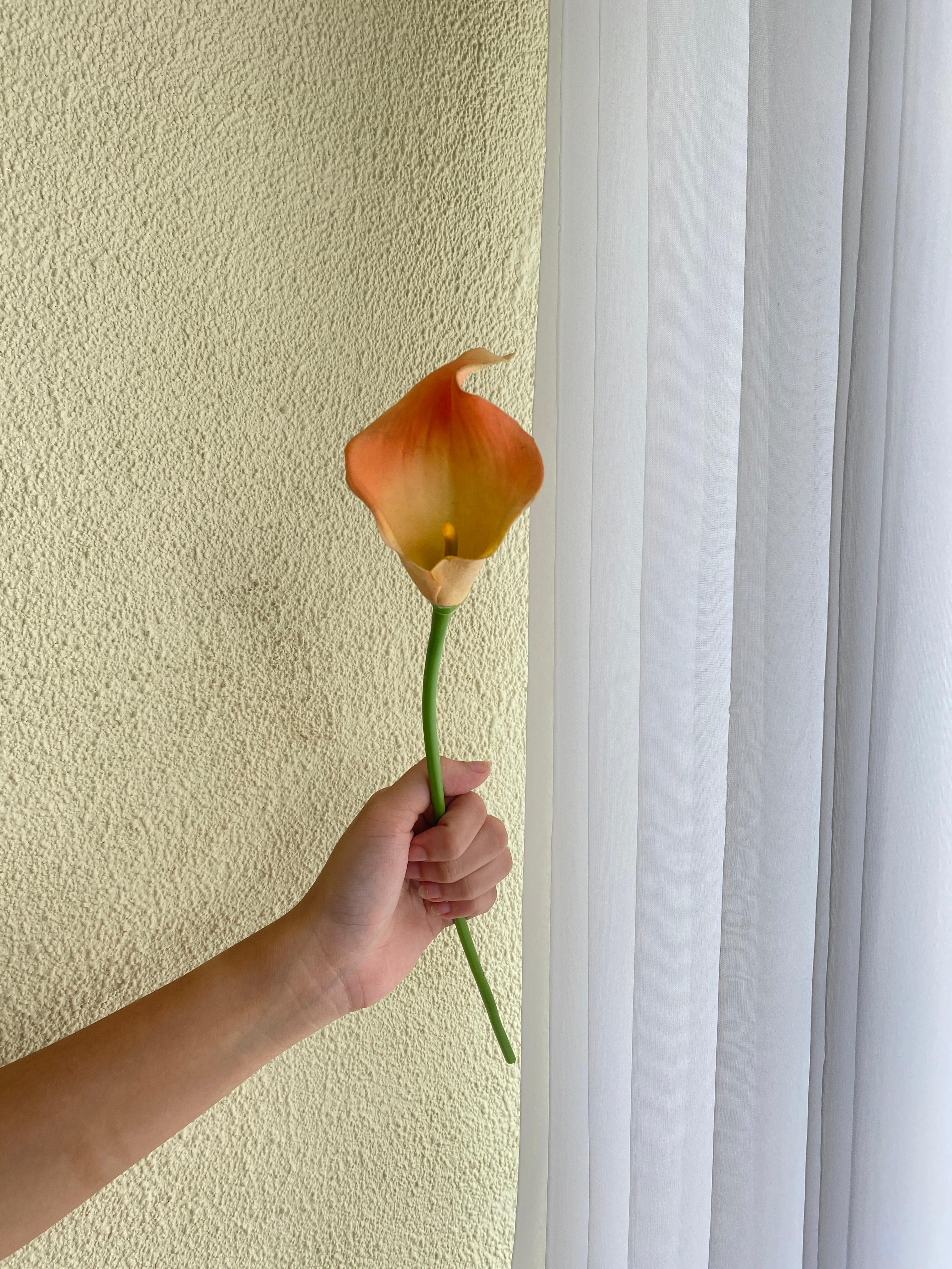 Calla Lily Gradasi Orange