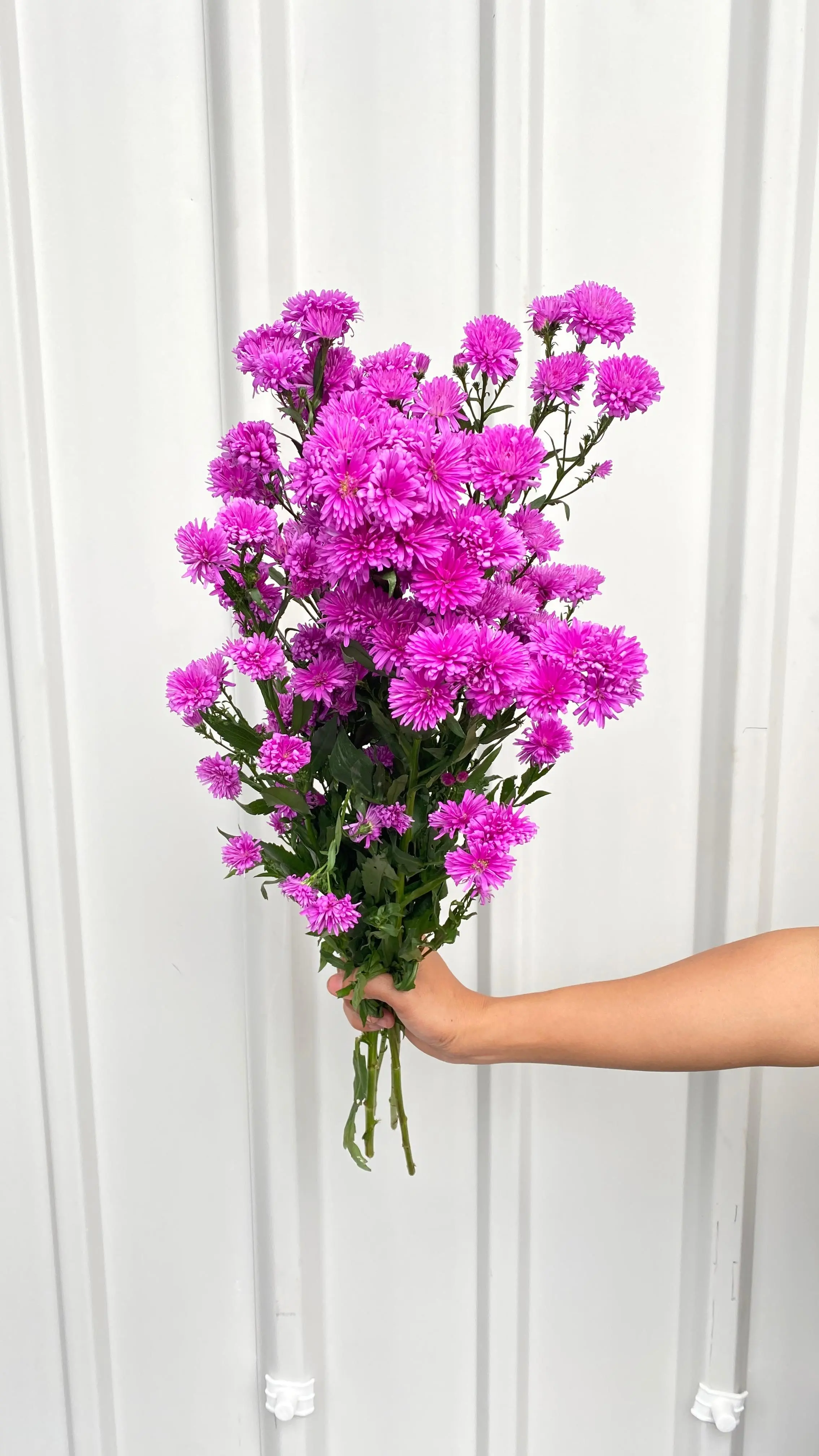 Pikok Pink