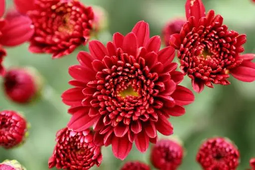 Aster Jimla Merah petani