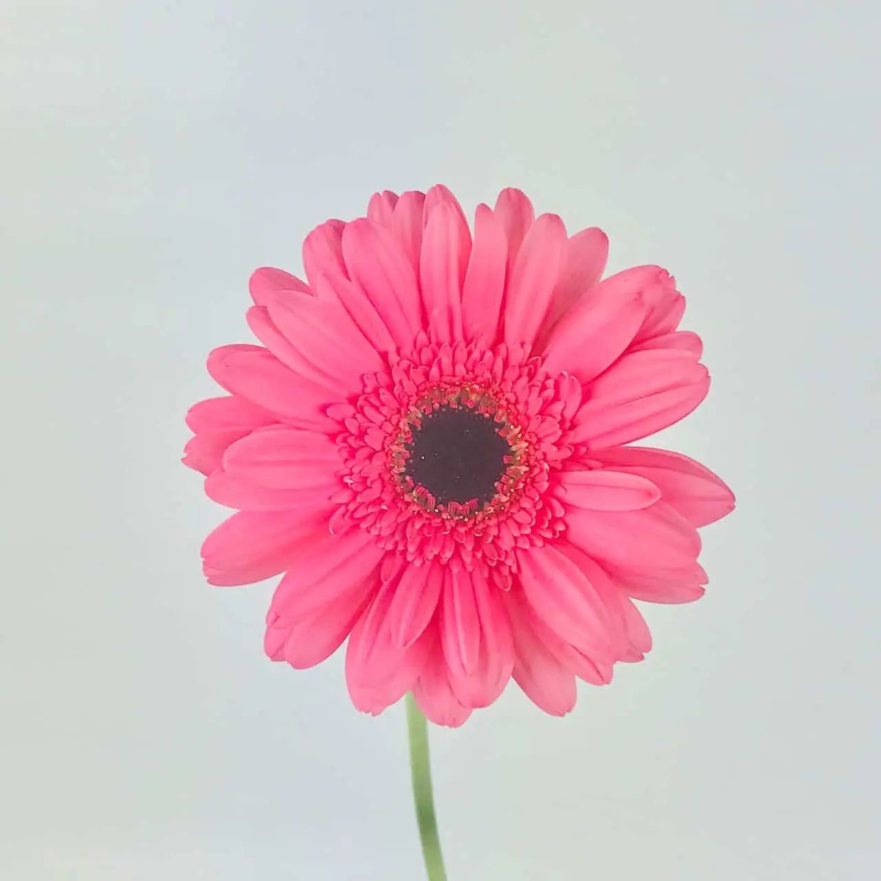 Gerbera Pink Terang -  Petani