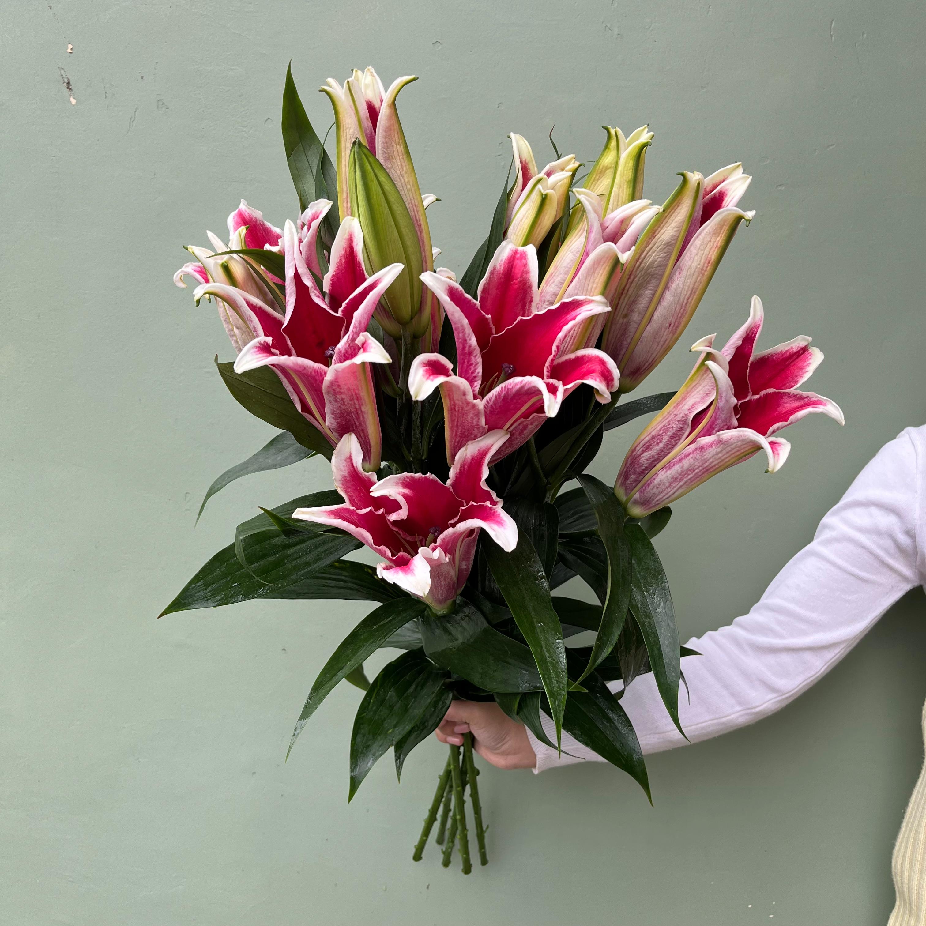 Cassablanka Lily Pink