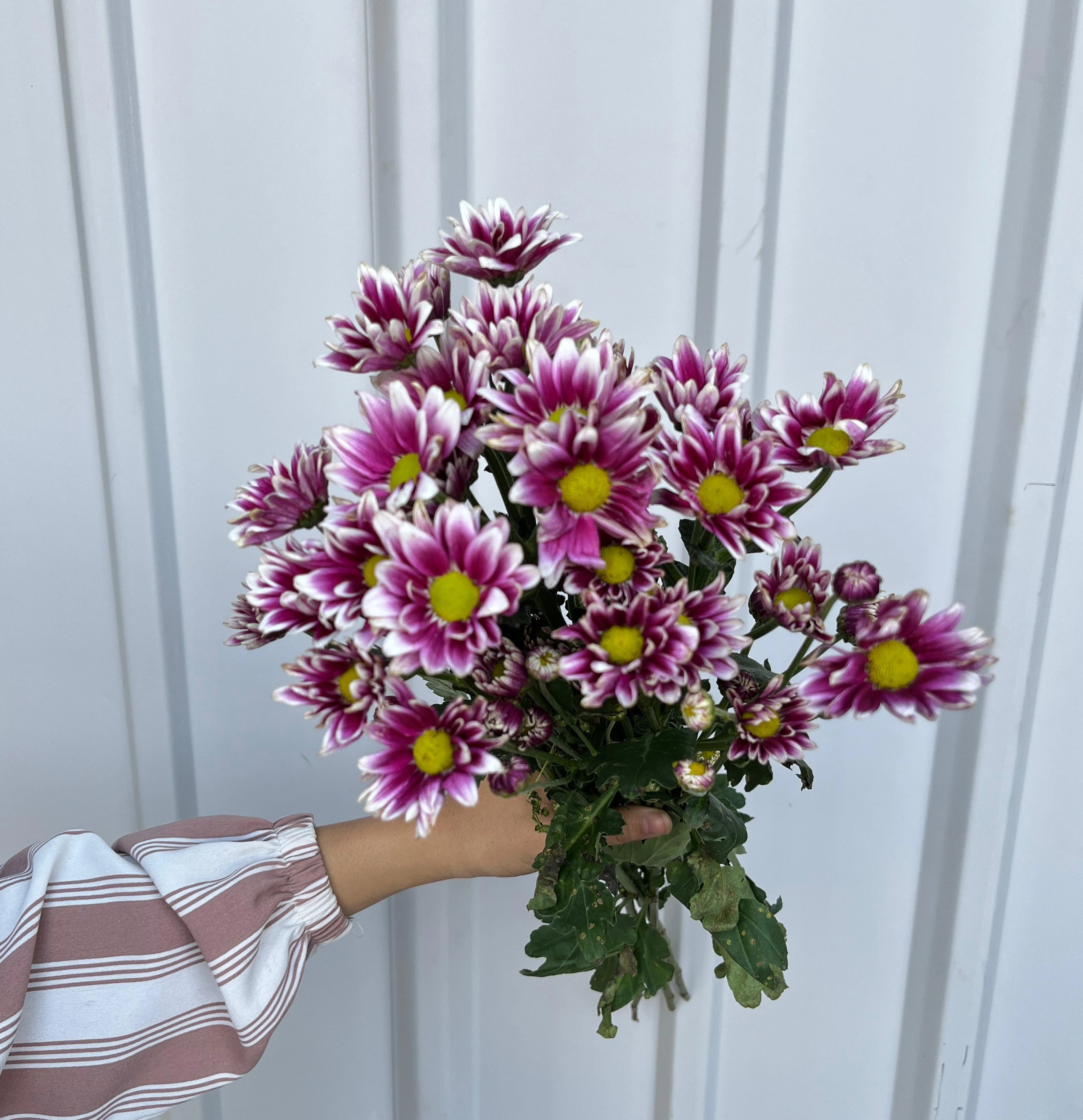 Aster Batik Remix Ungu