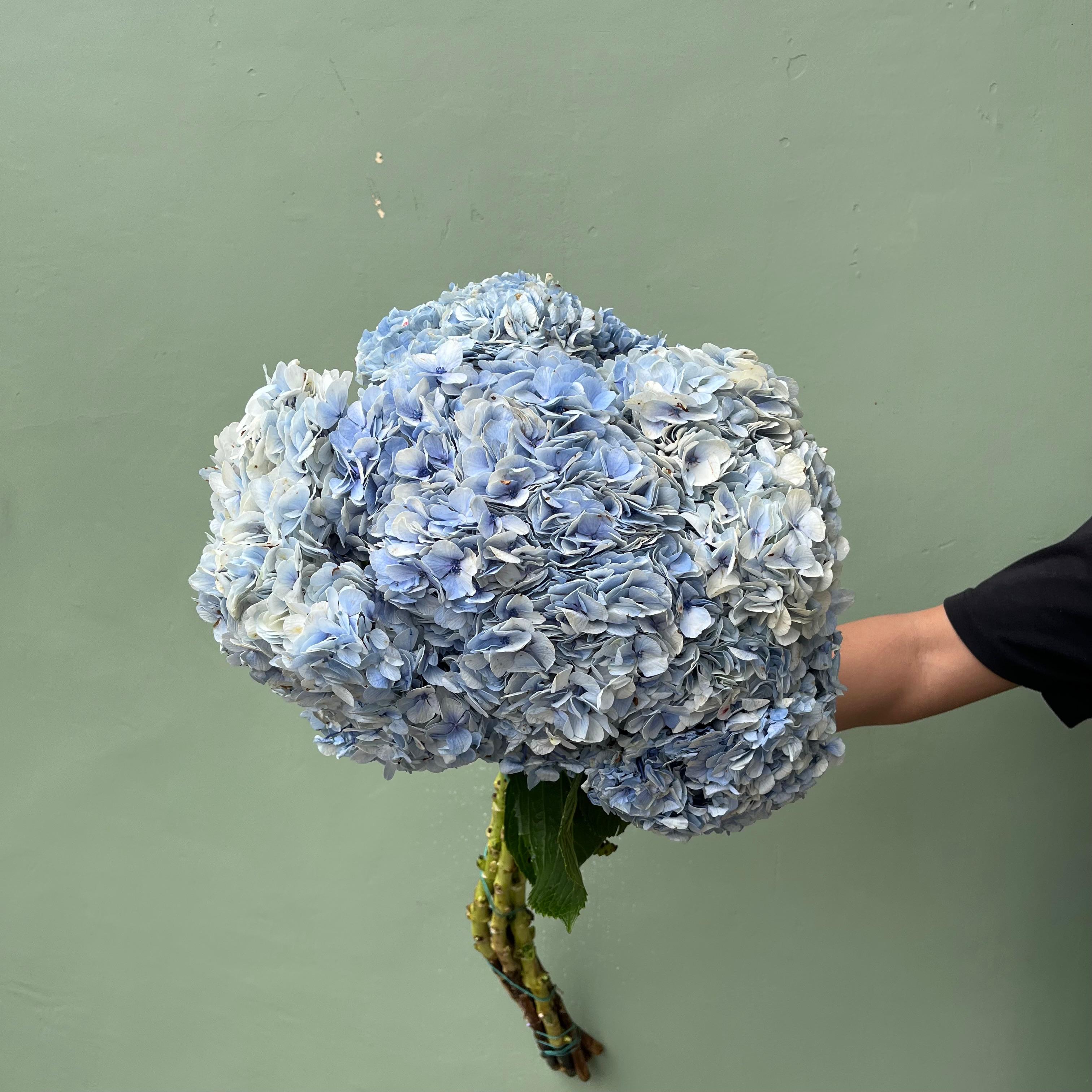 Hortensia biru