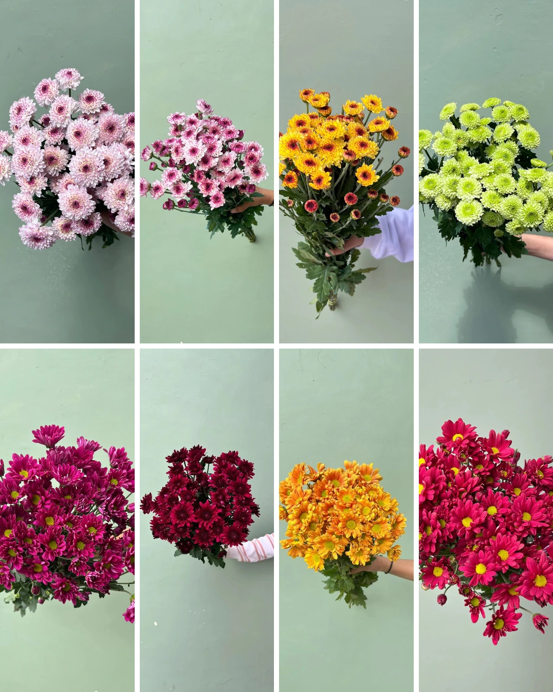 Aster pink Premium PT