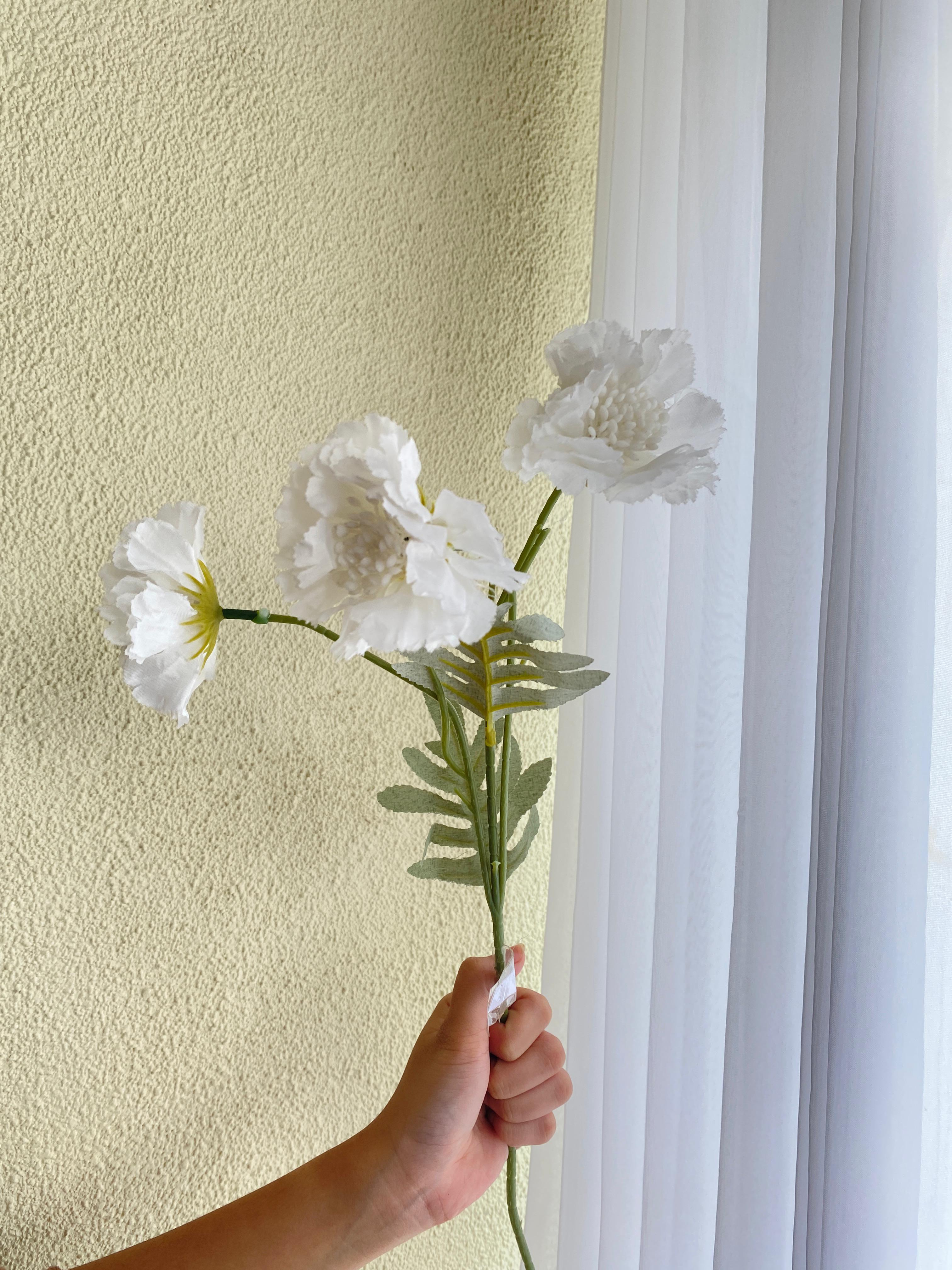 Scabiosa Putih