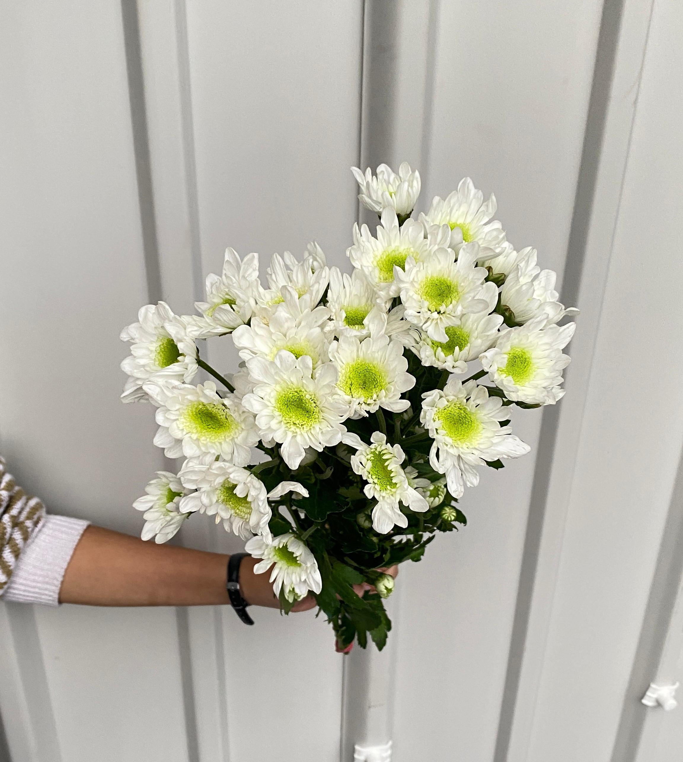 Aster Rados Putih