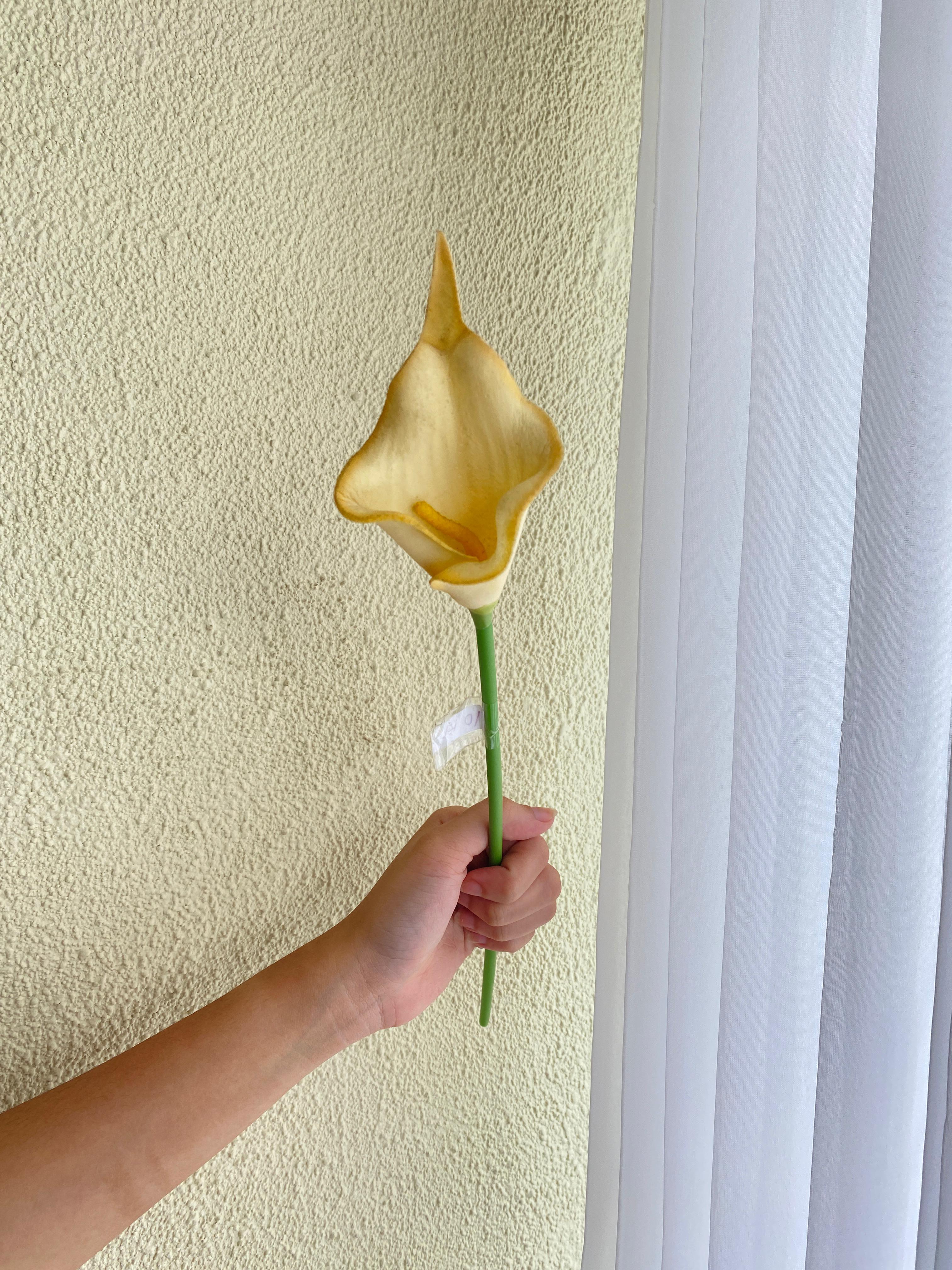 Calla lily Gradasi Kuning