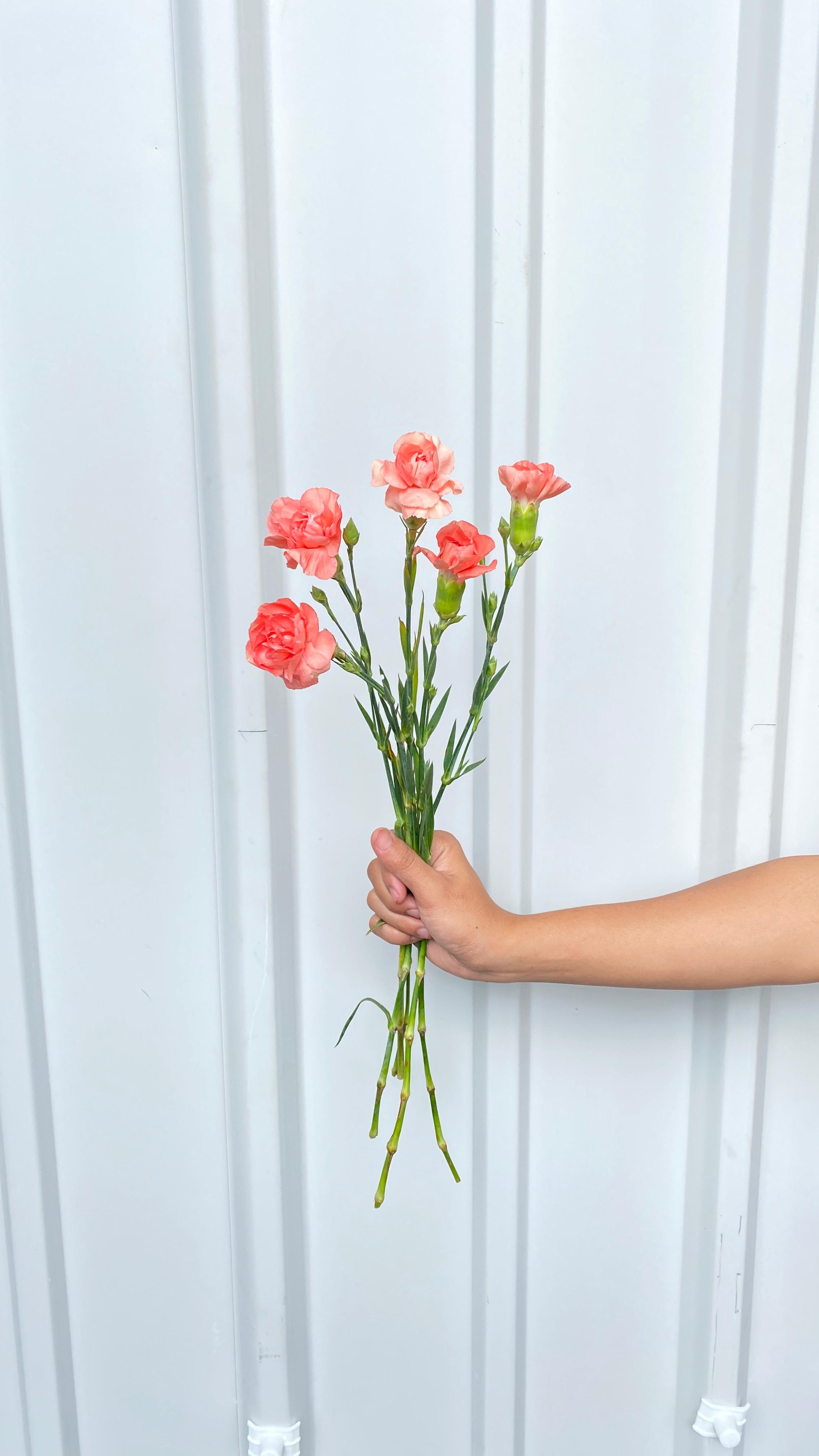 Carnation Peach