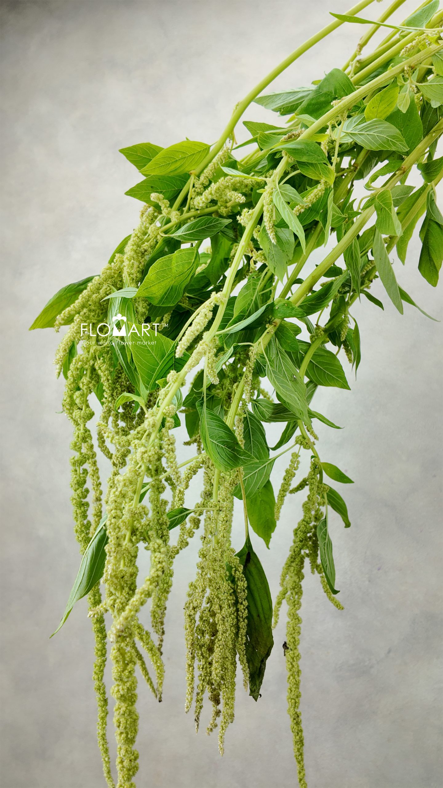 Amaranthus Hijau