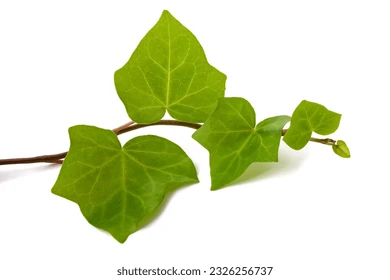 Ivy
