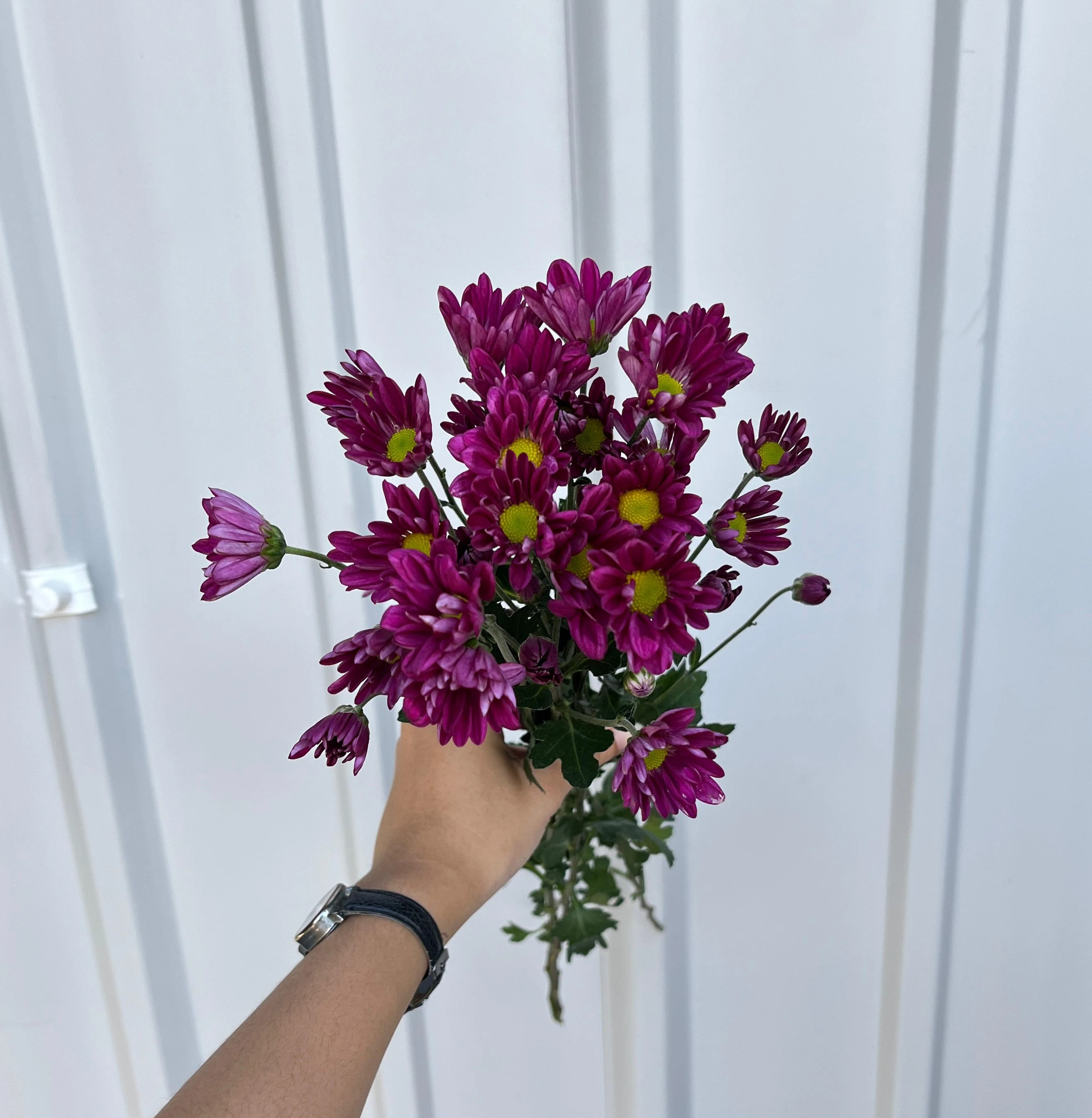 Aster Reagen Ungu