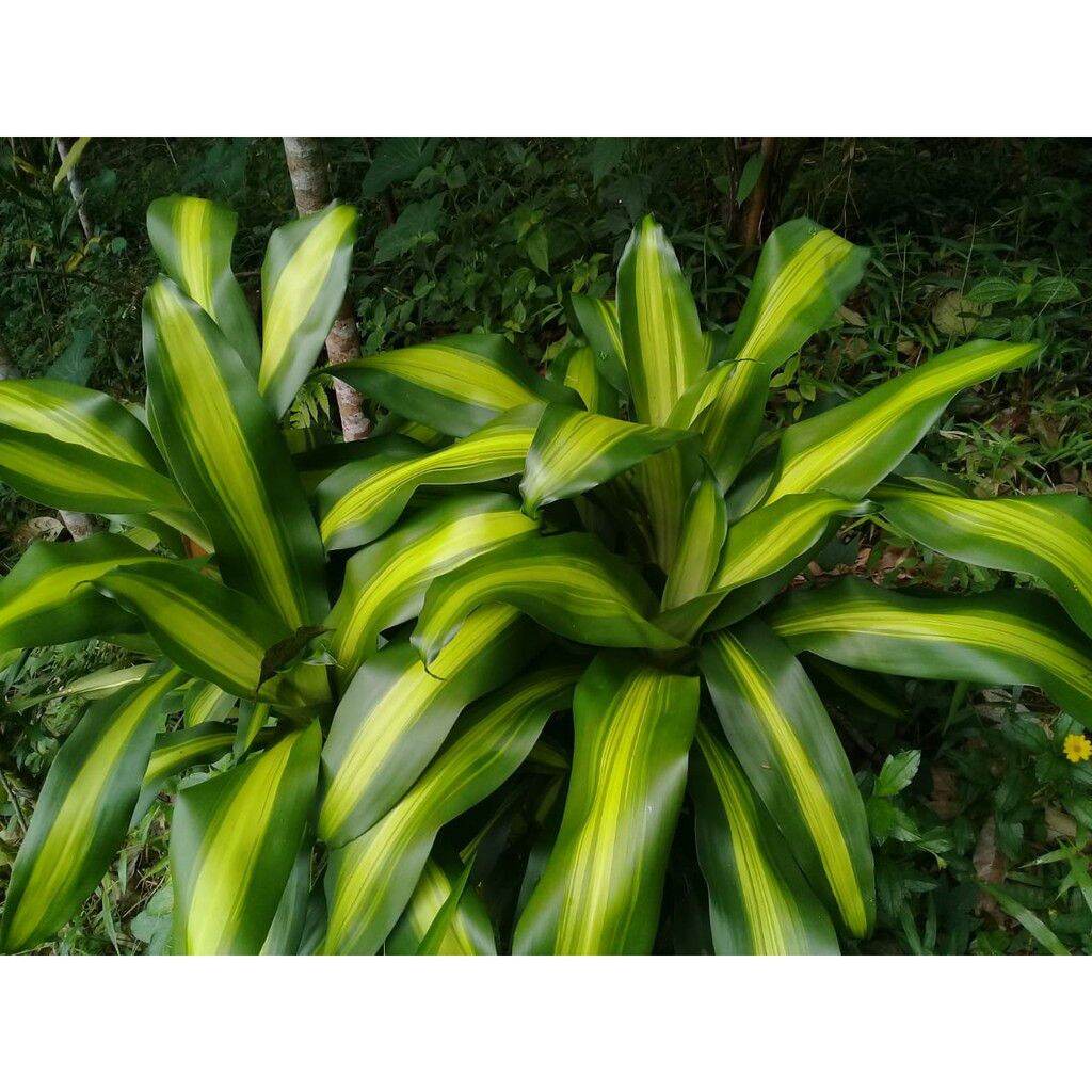 Andong Kuning