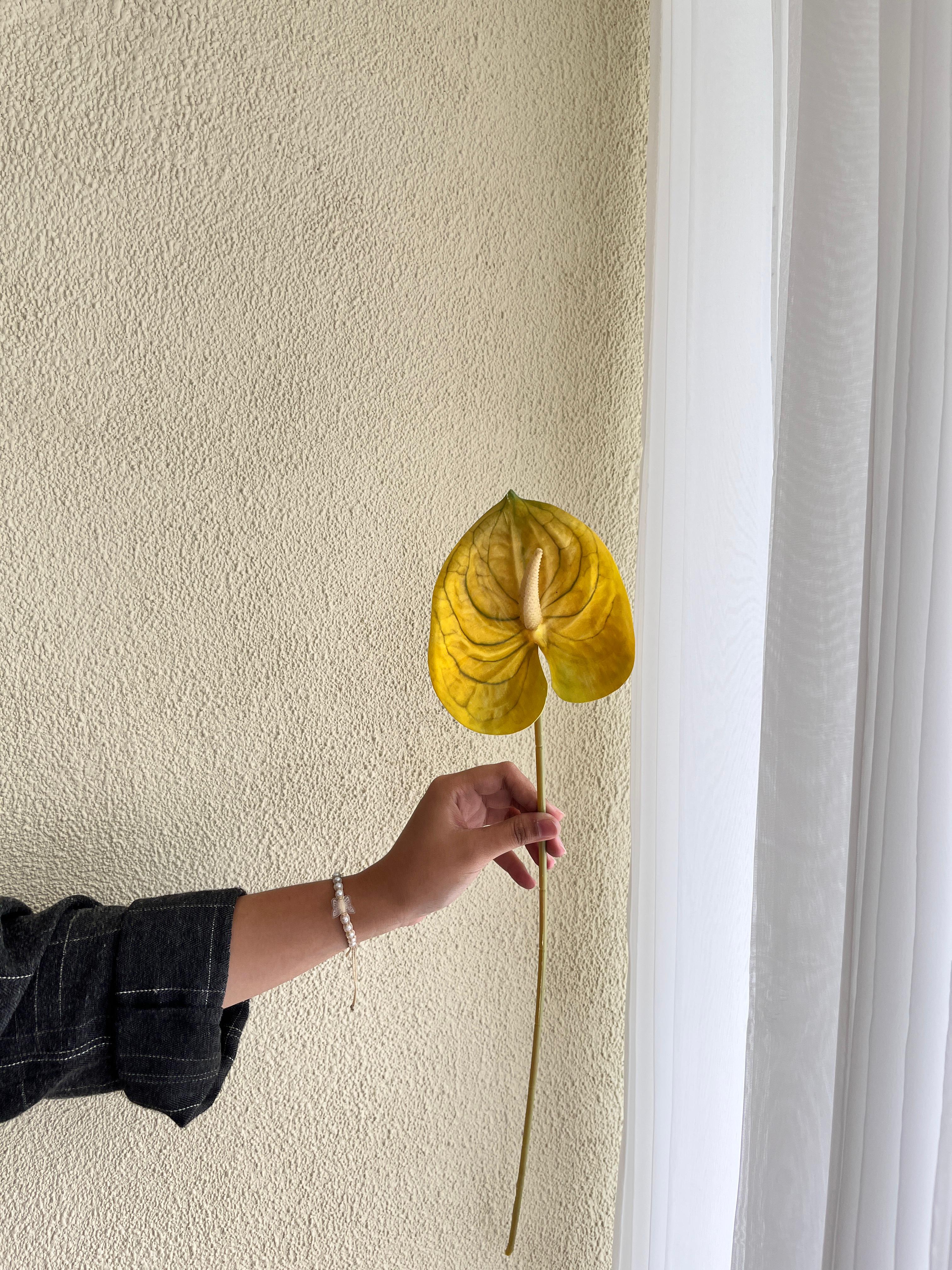 Anthurium Kuning