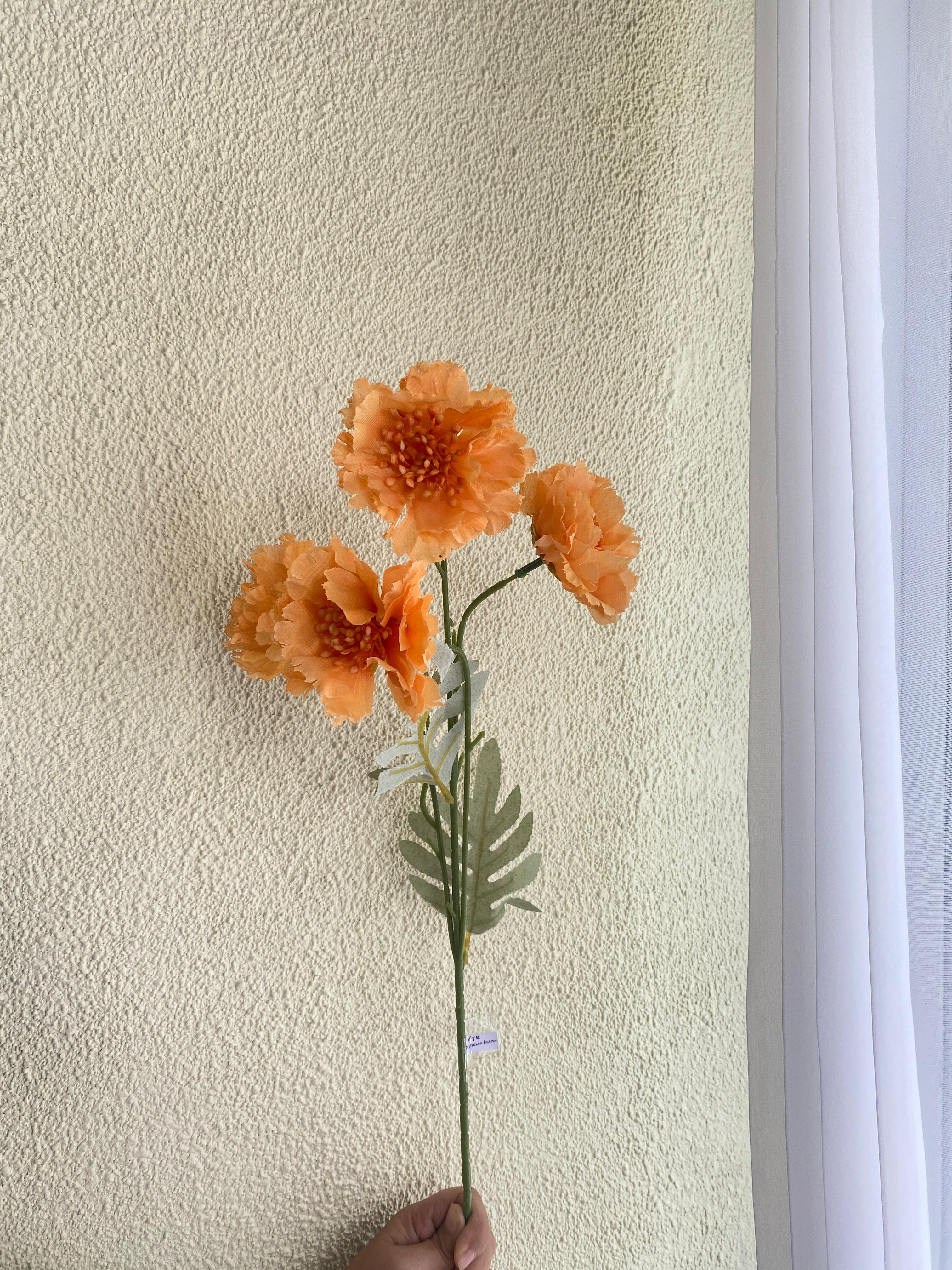Scabiosa Orange