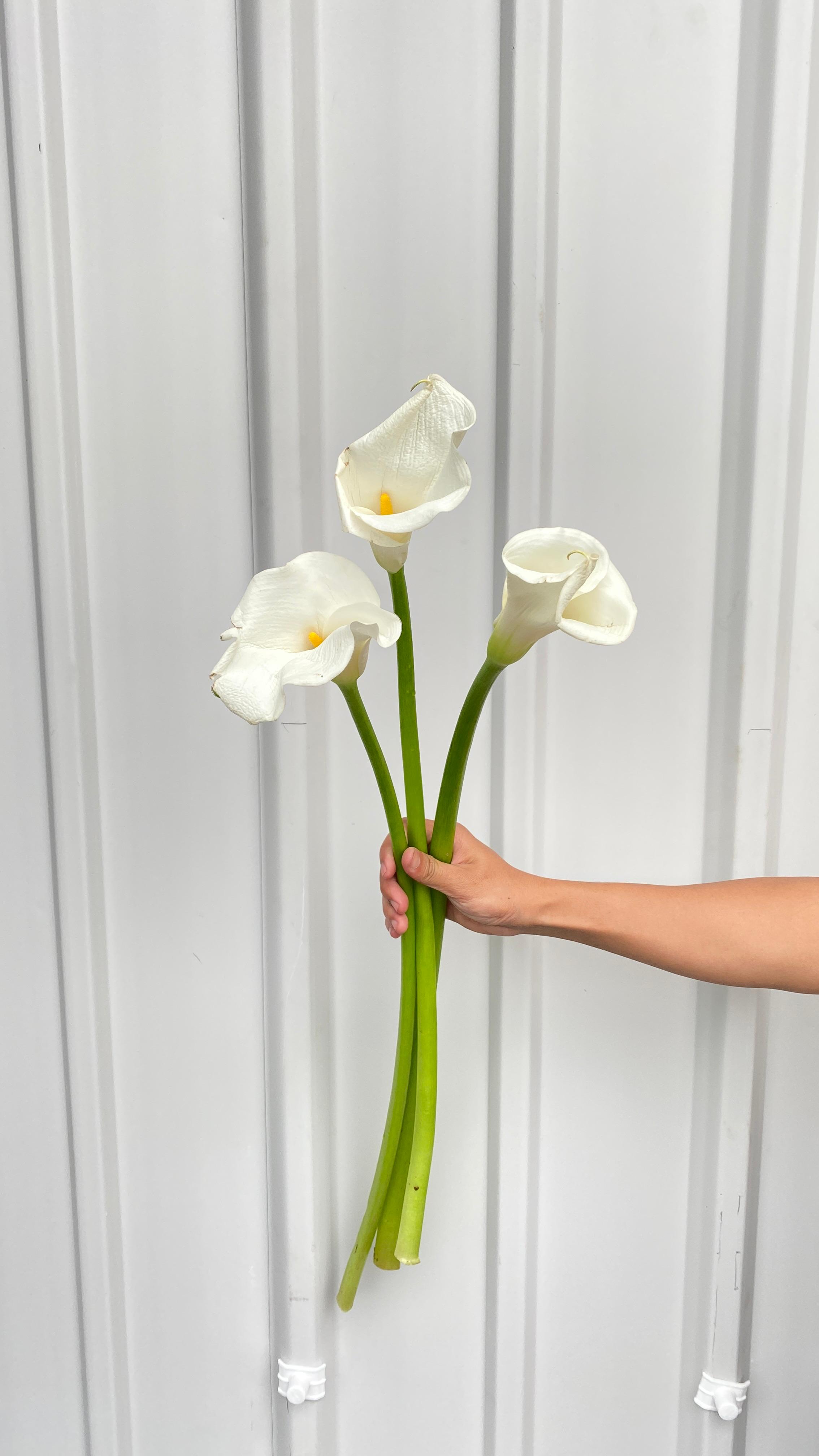 Calla Lily Putih