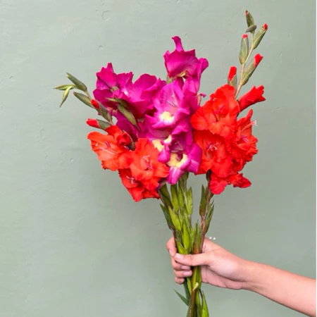 Gladiol