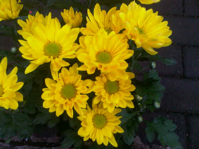 Aster reagen kuning