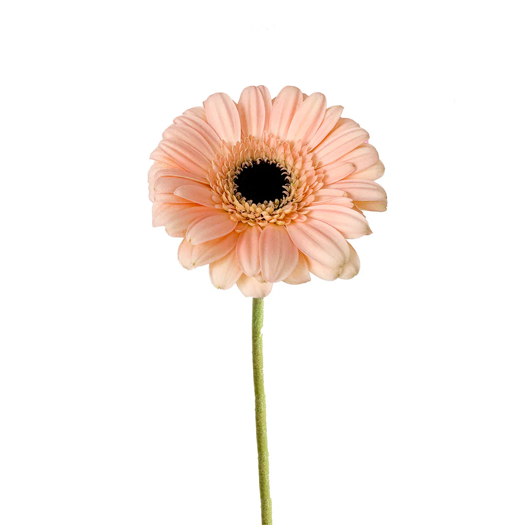 Gerbera Peach PT