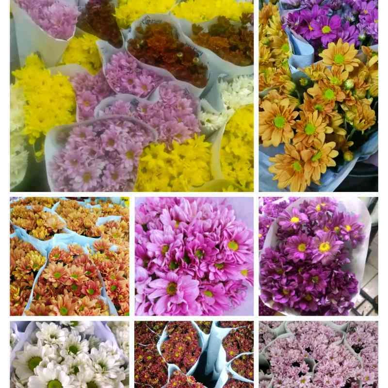 Aster Reagen Premium